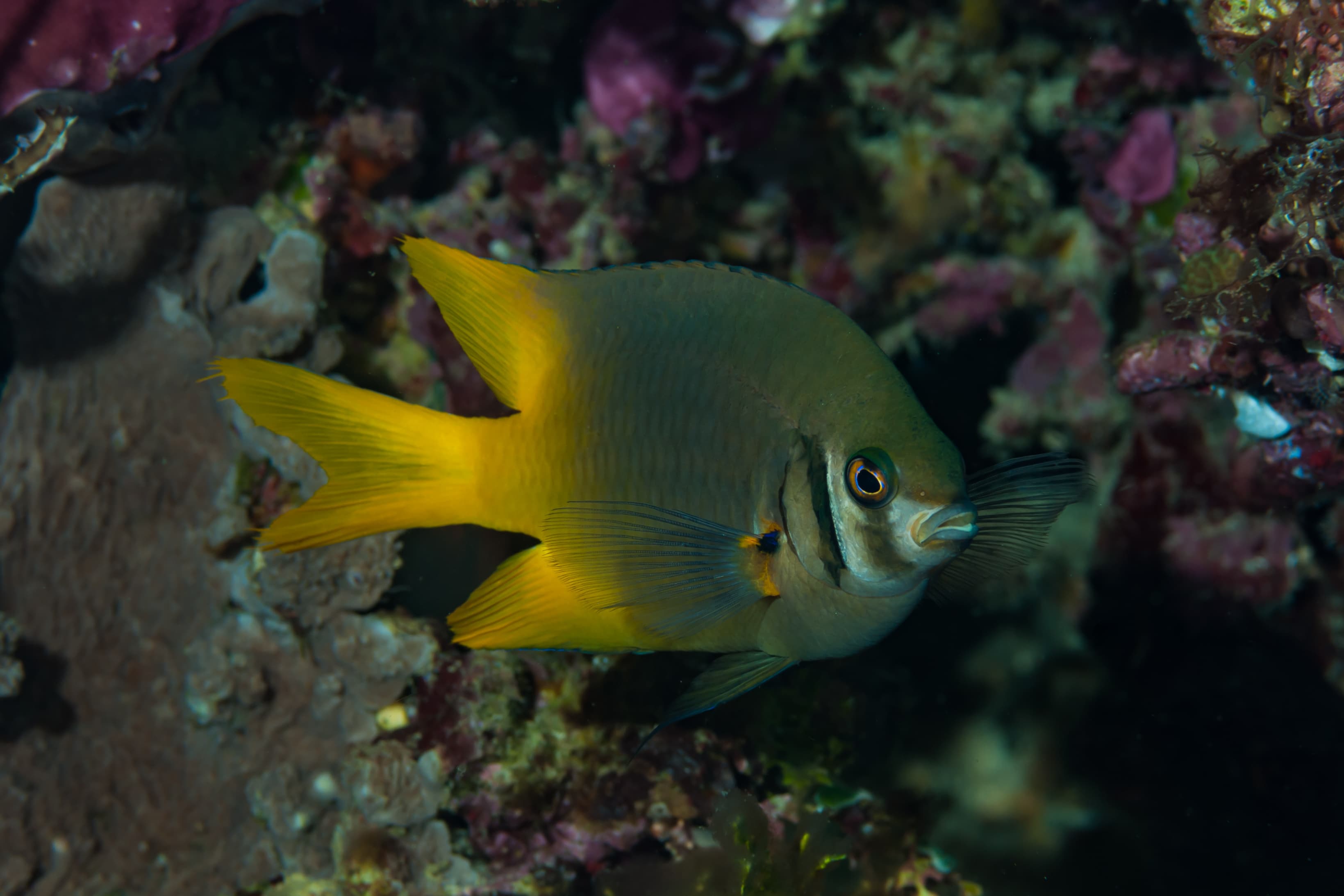 Black-and-Gold Chromis (Neoglyphidodon nigroris)