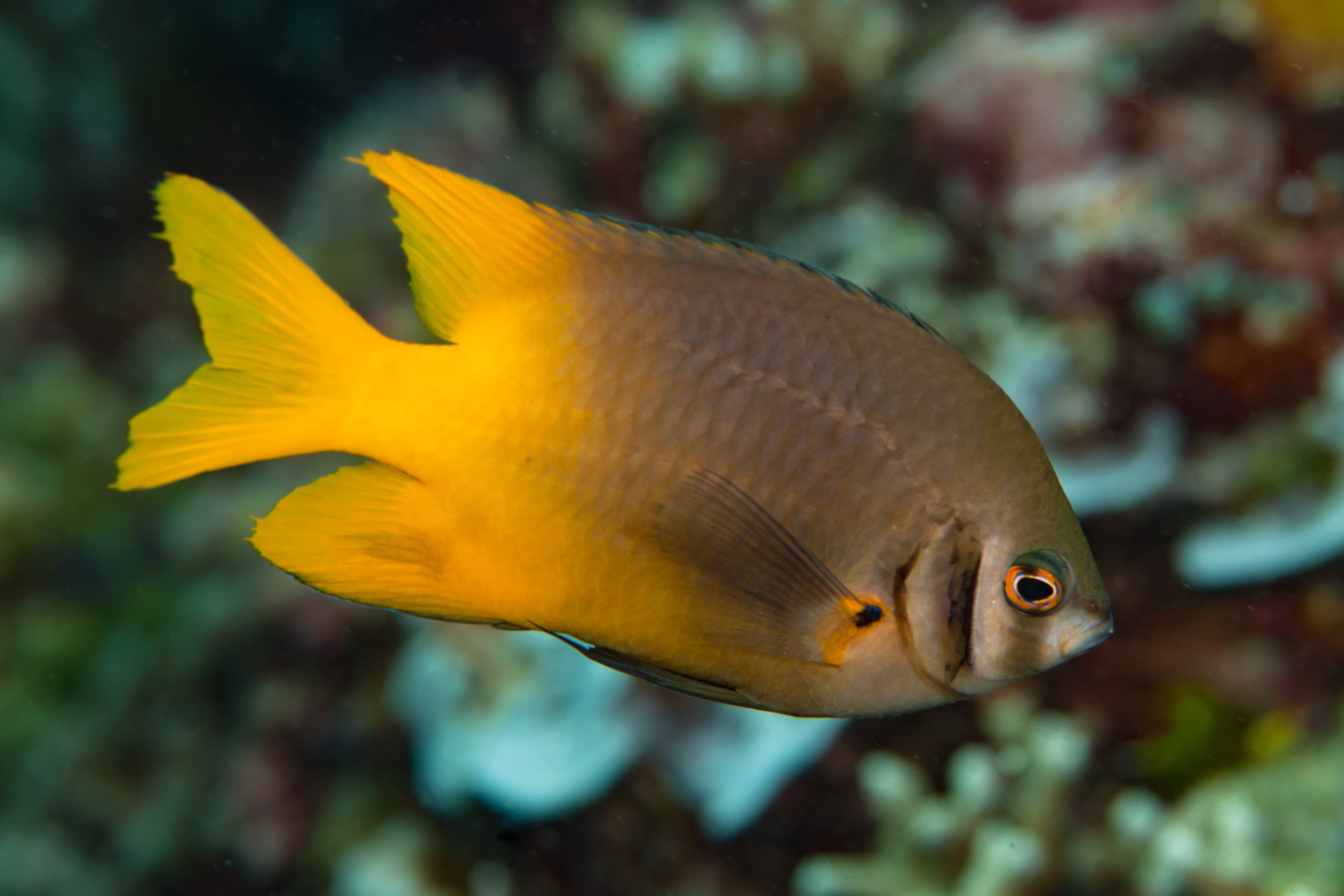 Black-and-Gold Chromis (Neoglyphidodon nigroris)