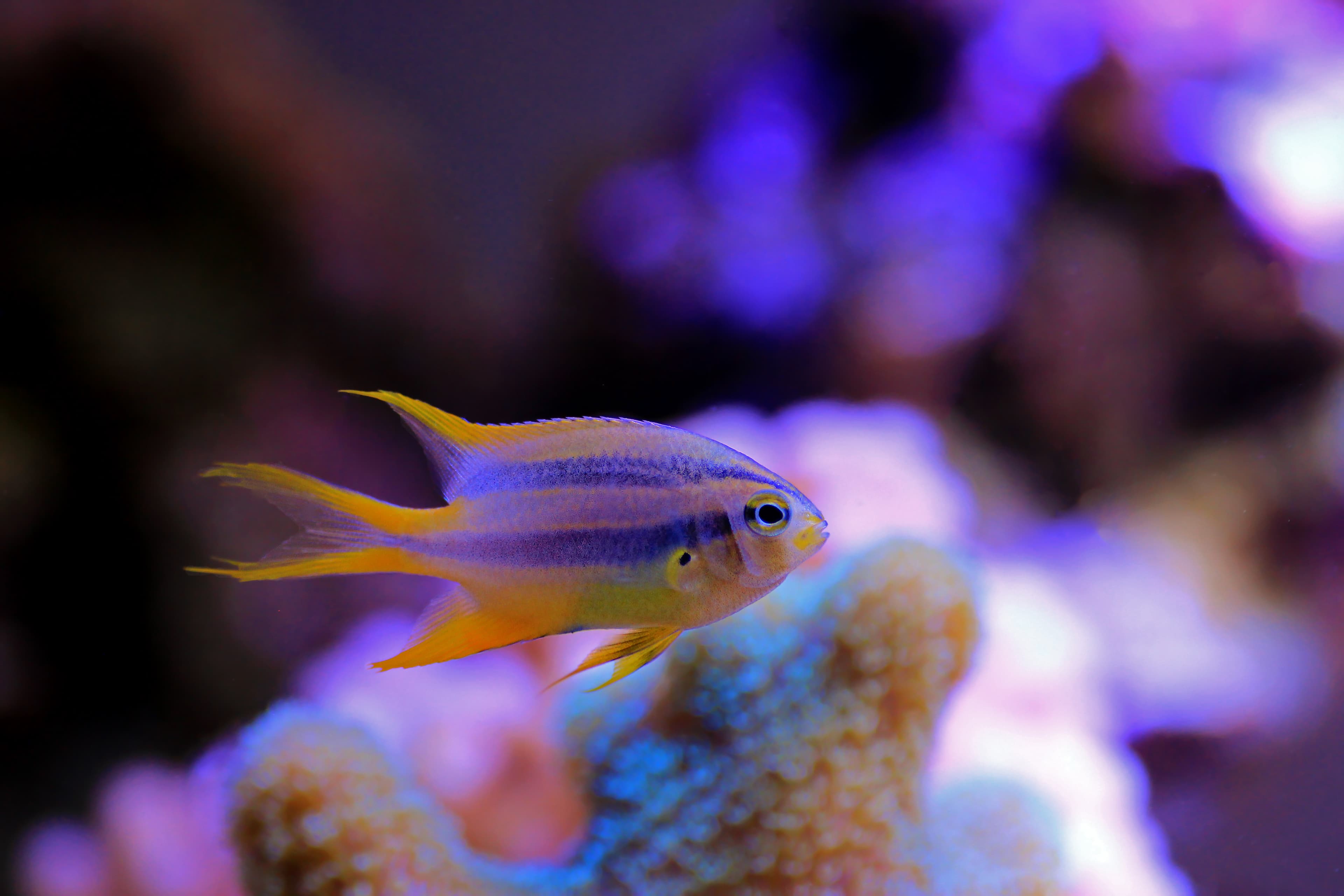 Black-and-Gold Chromis (Neoglyphidodon nigroris) juvenile