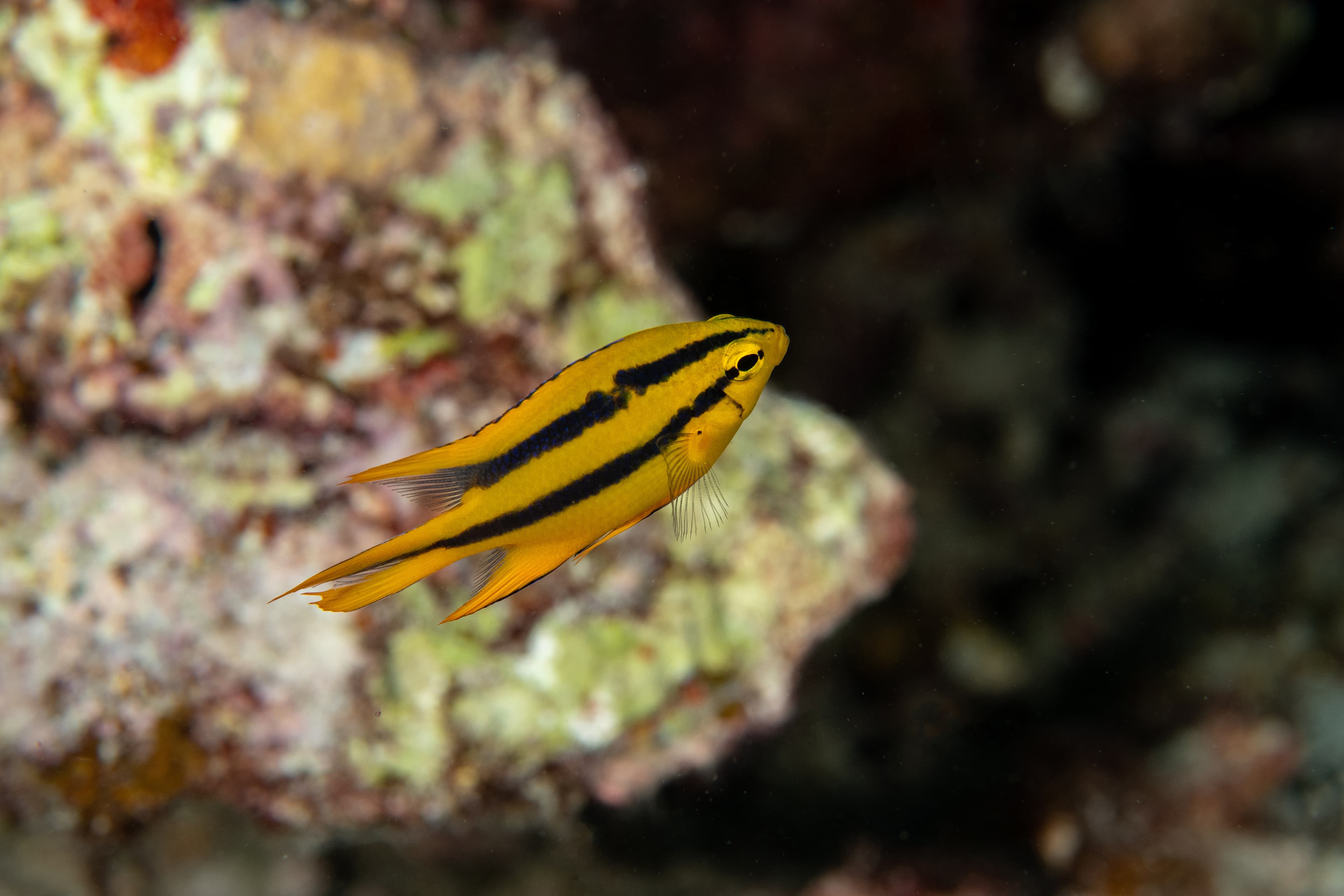 Juvenile Black-and-Gold Chromis (Neoglyphidodon nigroris) in a tropical coral reef of Andaman Sea