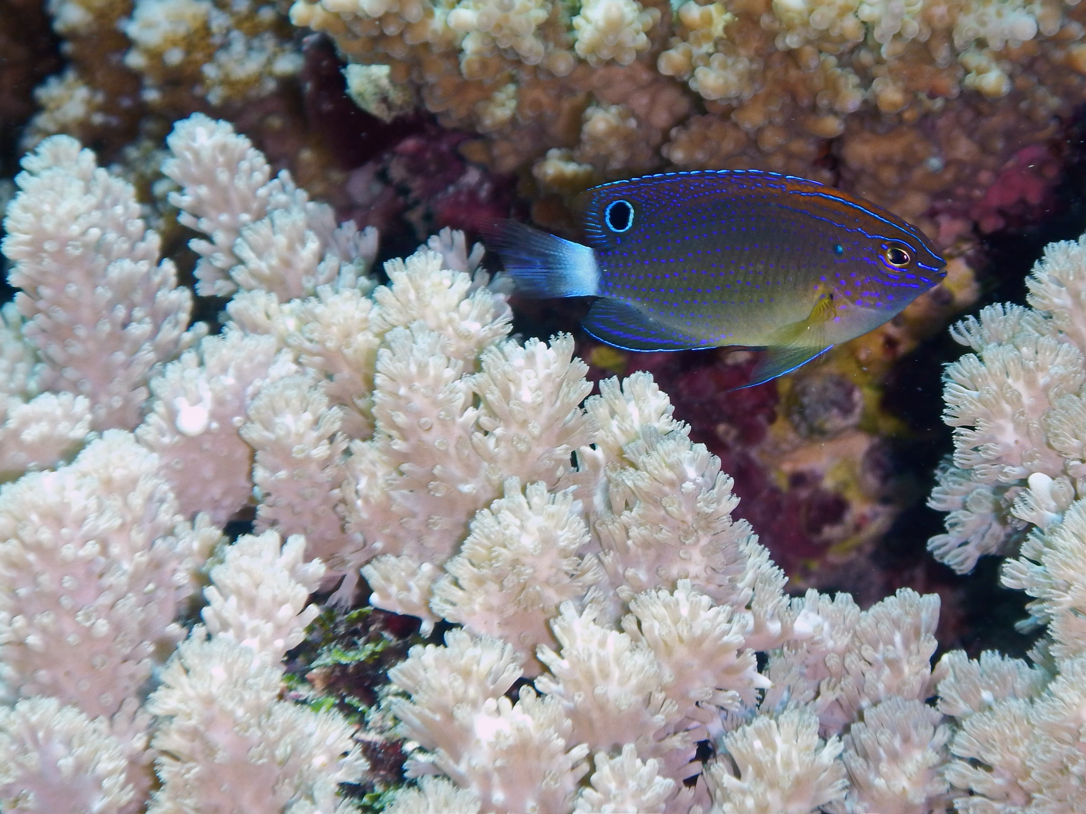 Speckled Damselfish (Pomacentrus bankanensis) swimming in corals