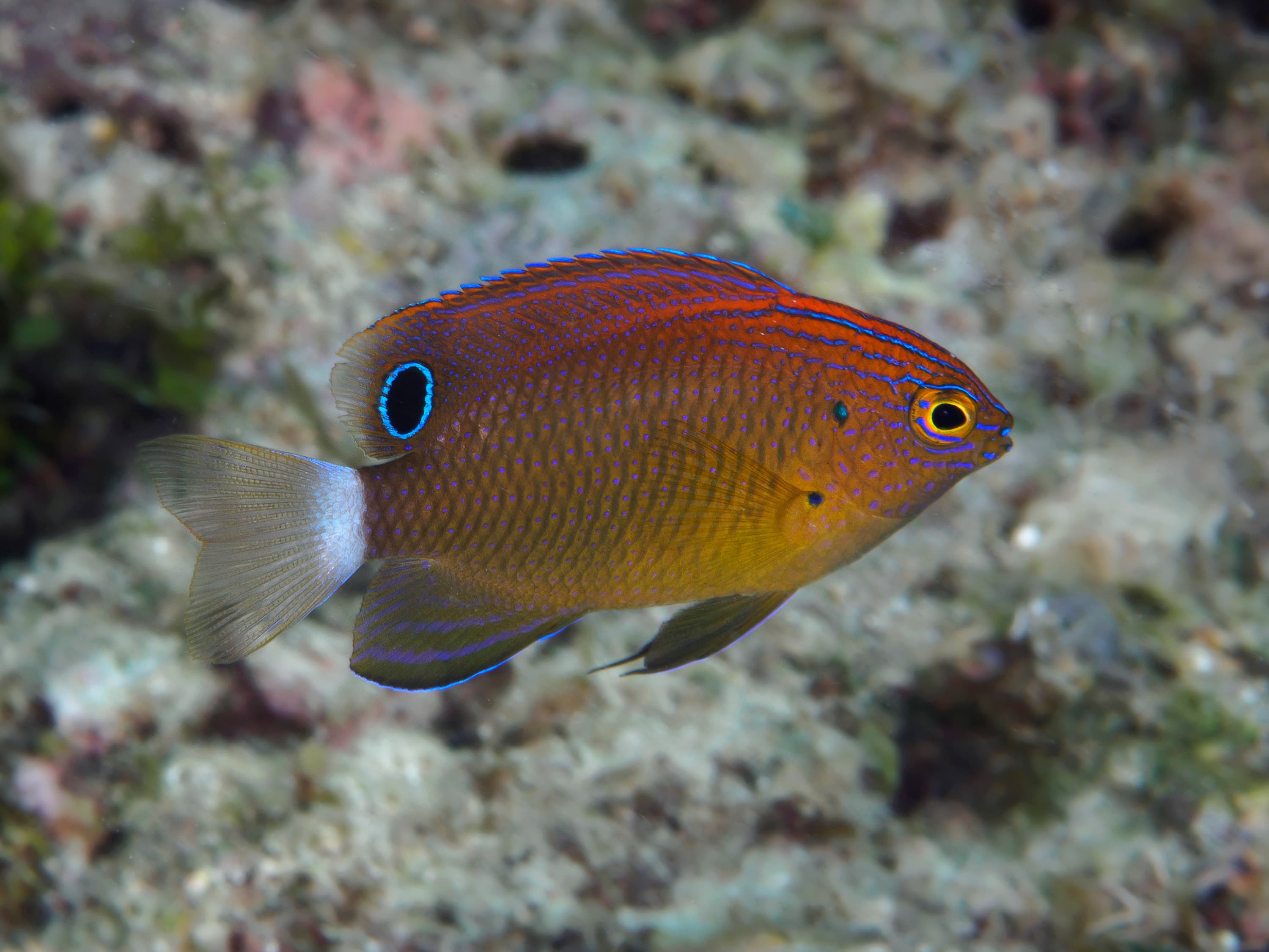 Speckled Damselfish