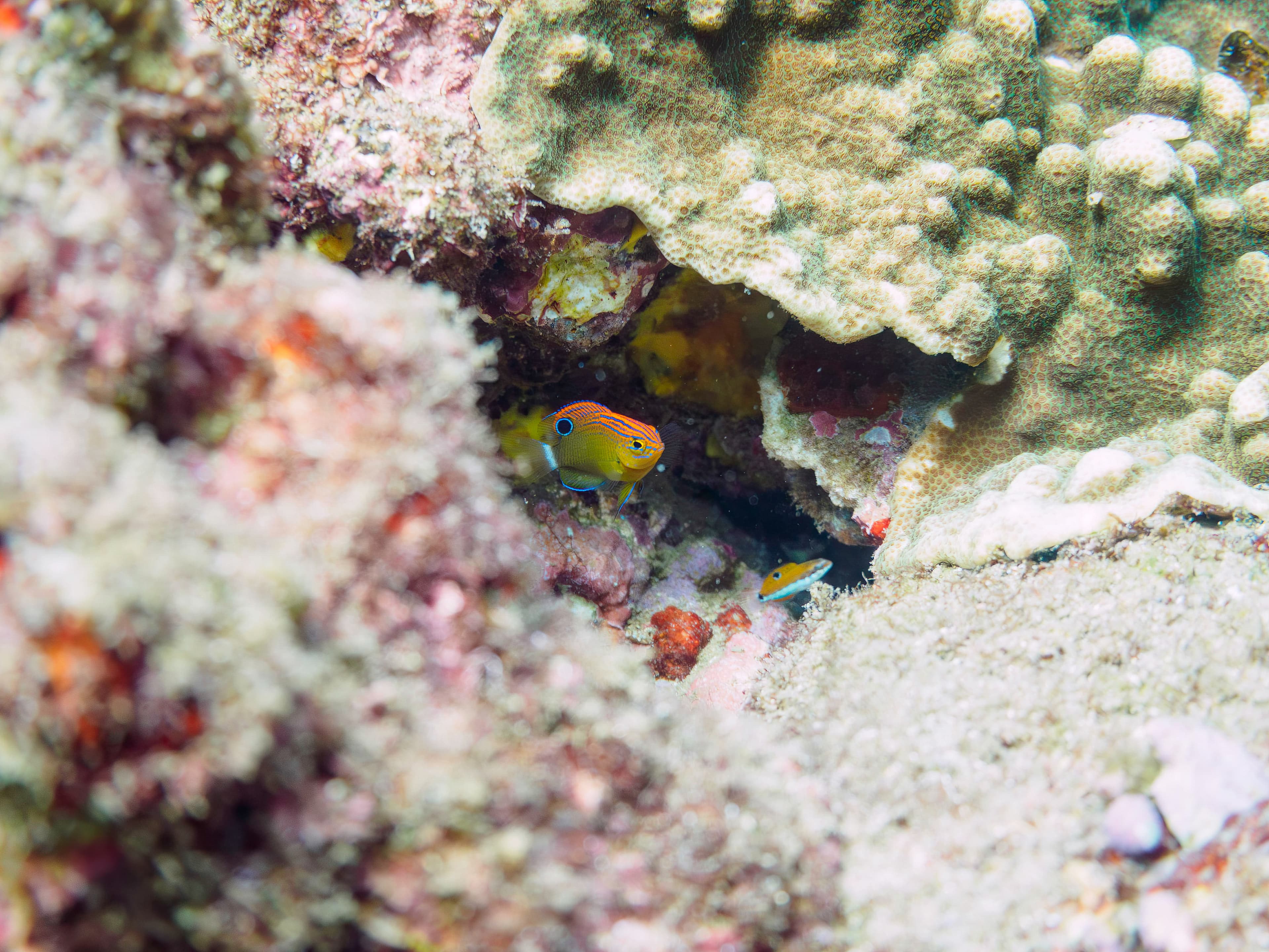 Juvenile Speckled Damselfish (Pomacentrus bankanensis) and others

日本国静岡県伊豆半島賀茂郡南伊豆町中木から渡し船で渡るヒリゾ浜にて。
2022年9月撮影。

Lovely juvenile Speckled damsel (Pomacentrus bankanensis) and others.
