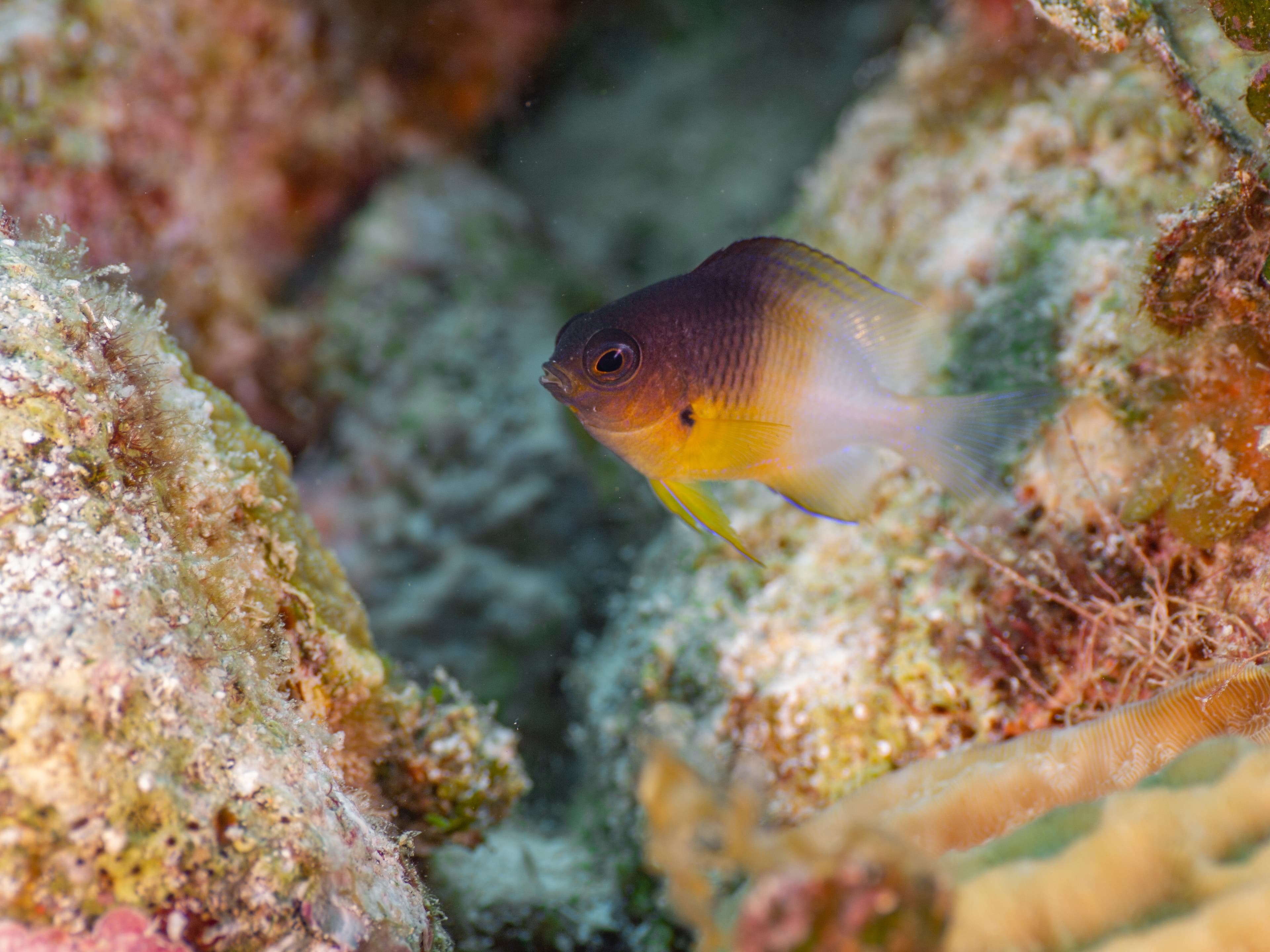 Bicolor Damselfish juvenile lurking between rocks (Grand Cayman, Cayman Islands)