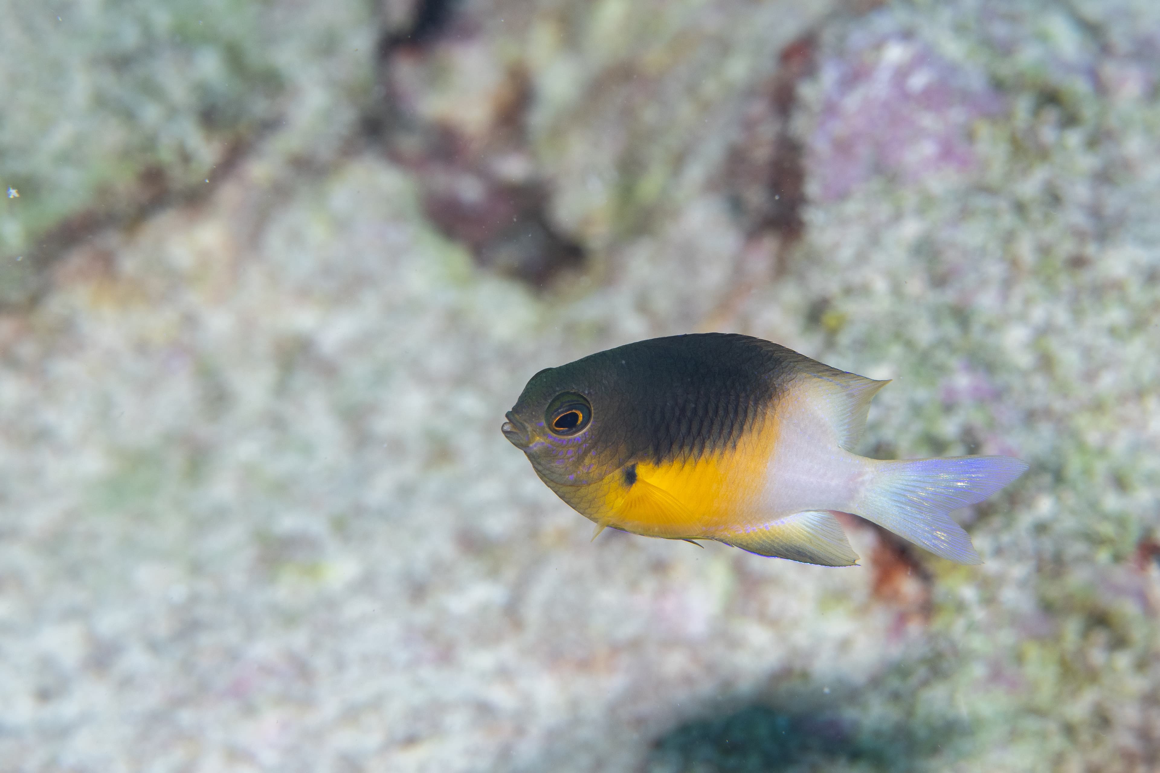 Bicolor Damselfish (juvenile with more vibrant yellow coloration) swimming on reef