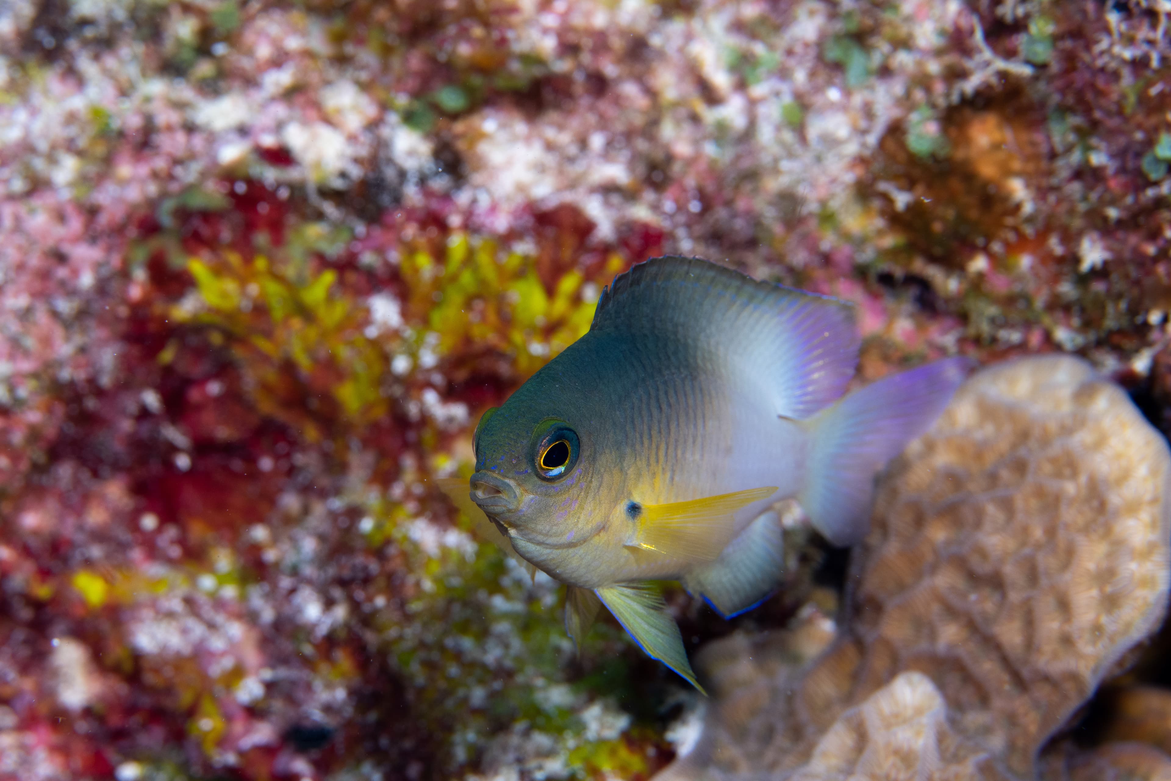 Bicolor Damselfish swimming on reef