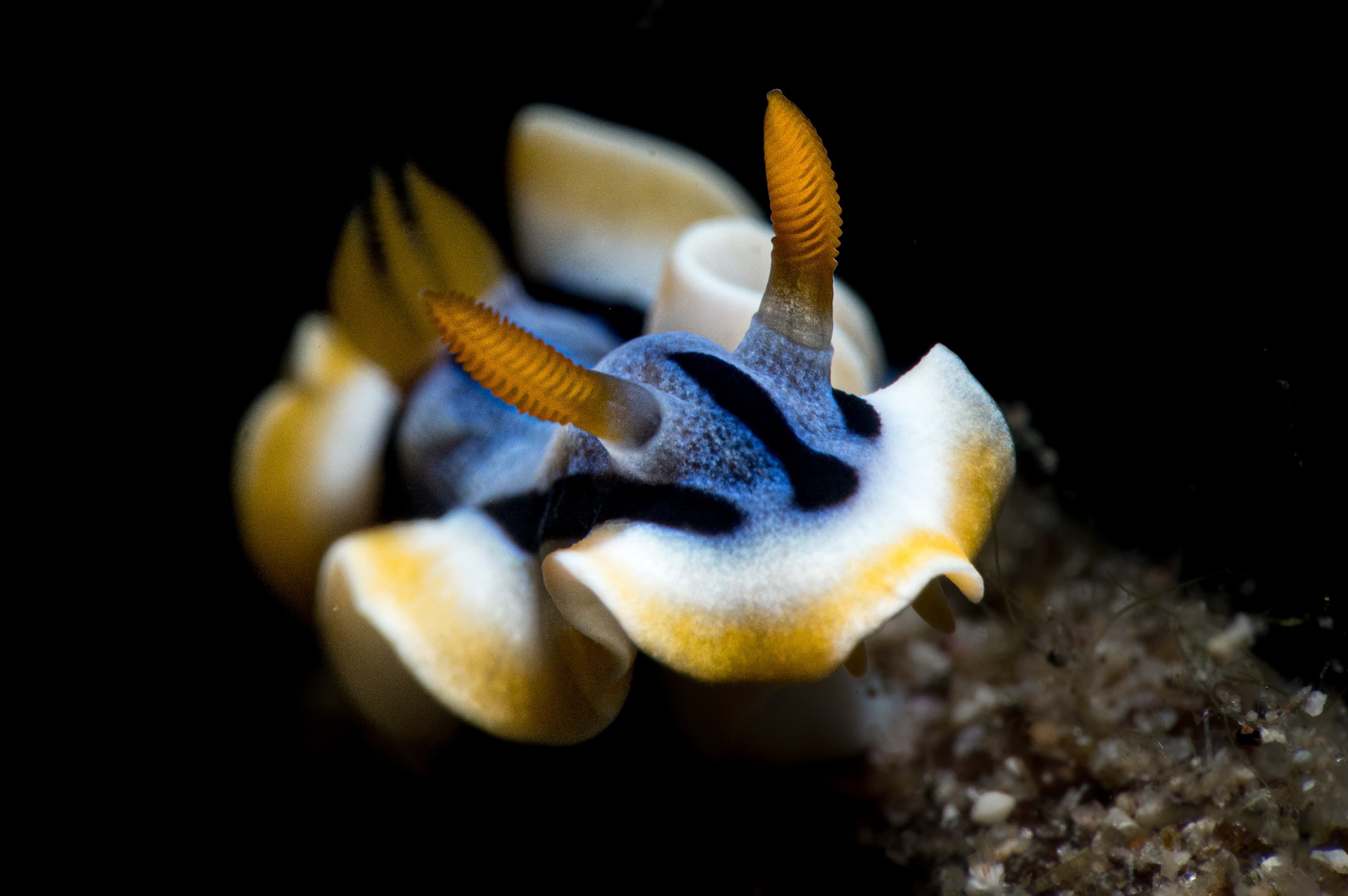 Chromodoris annae nudibranch