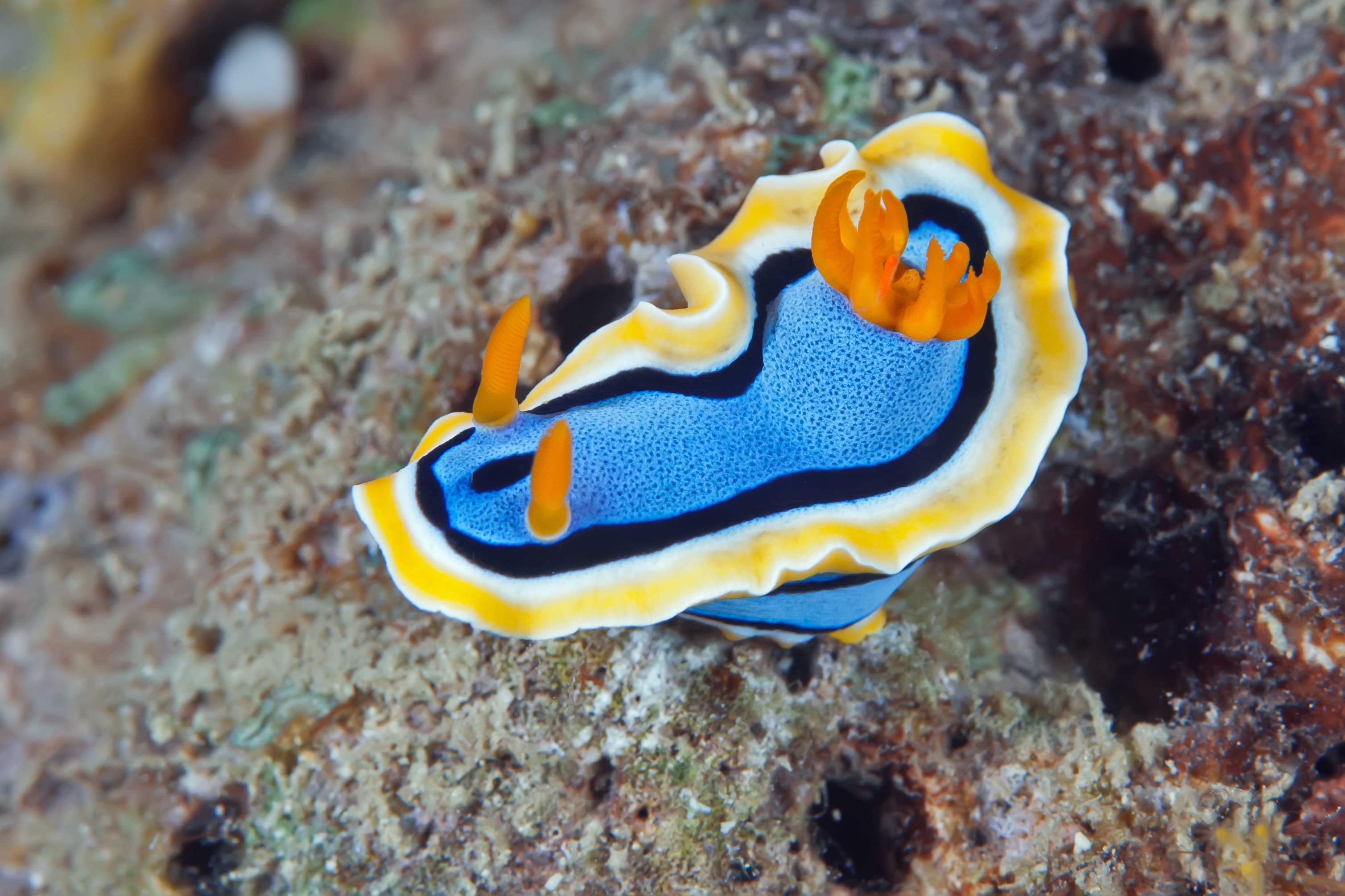 Chromodoris annae nudibranch crawling on the coral reef