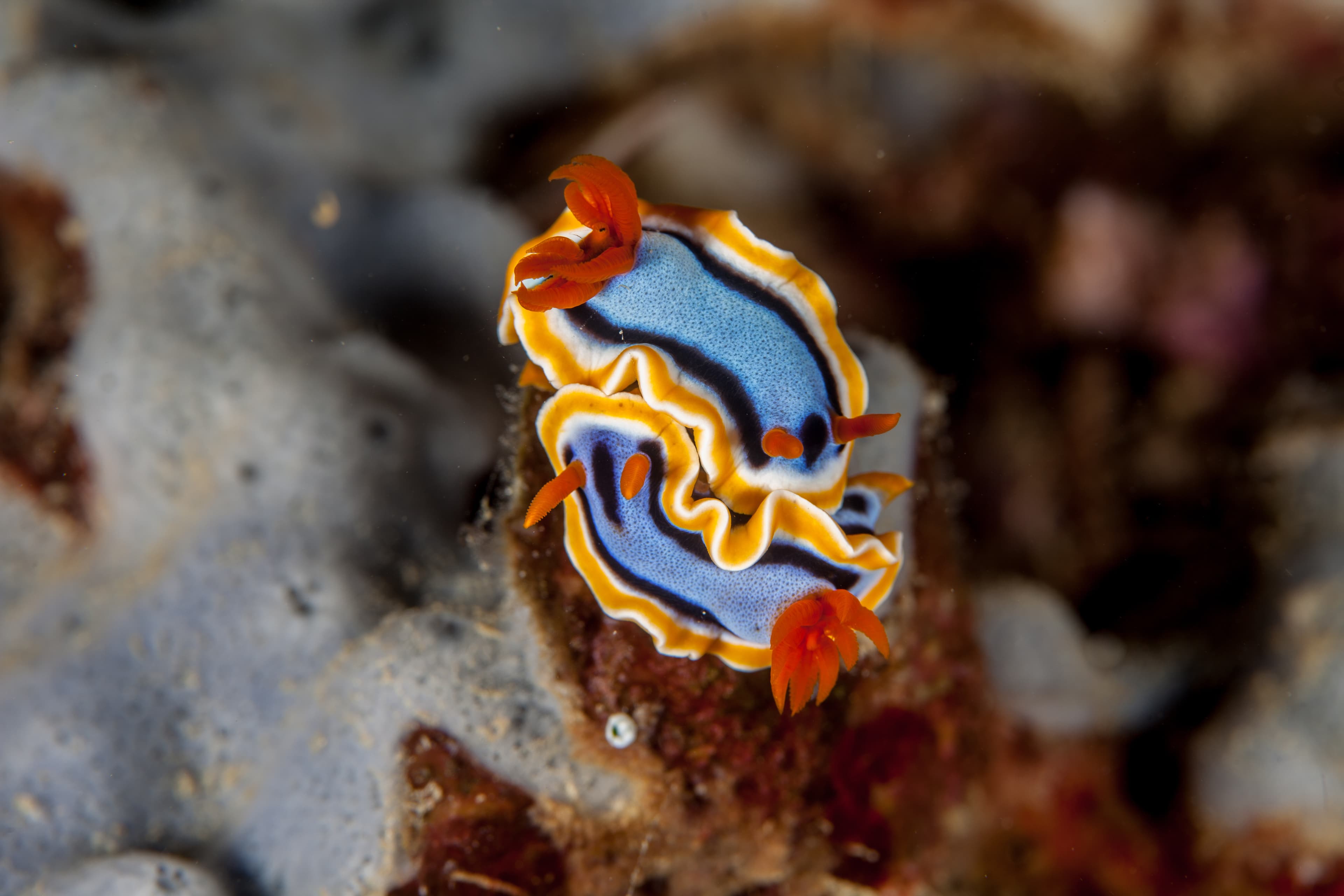 Chromodoris annae