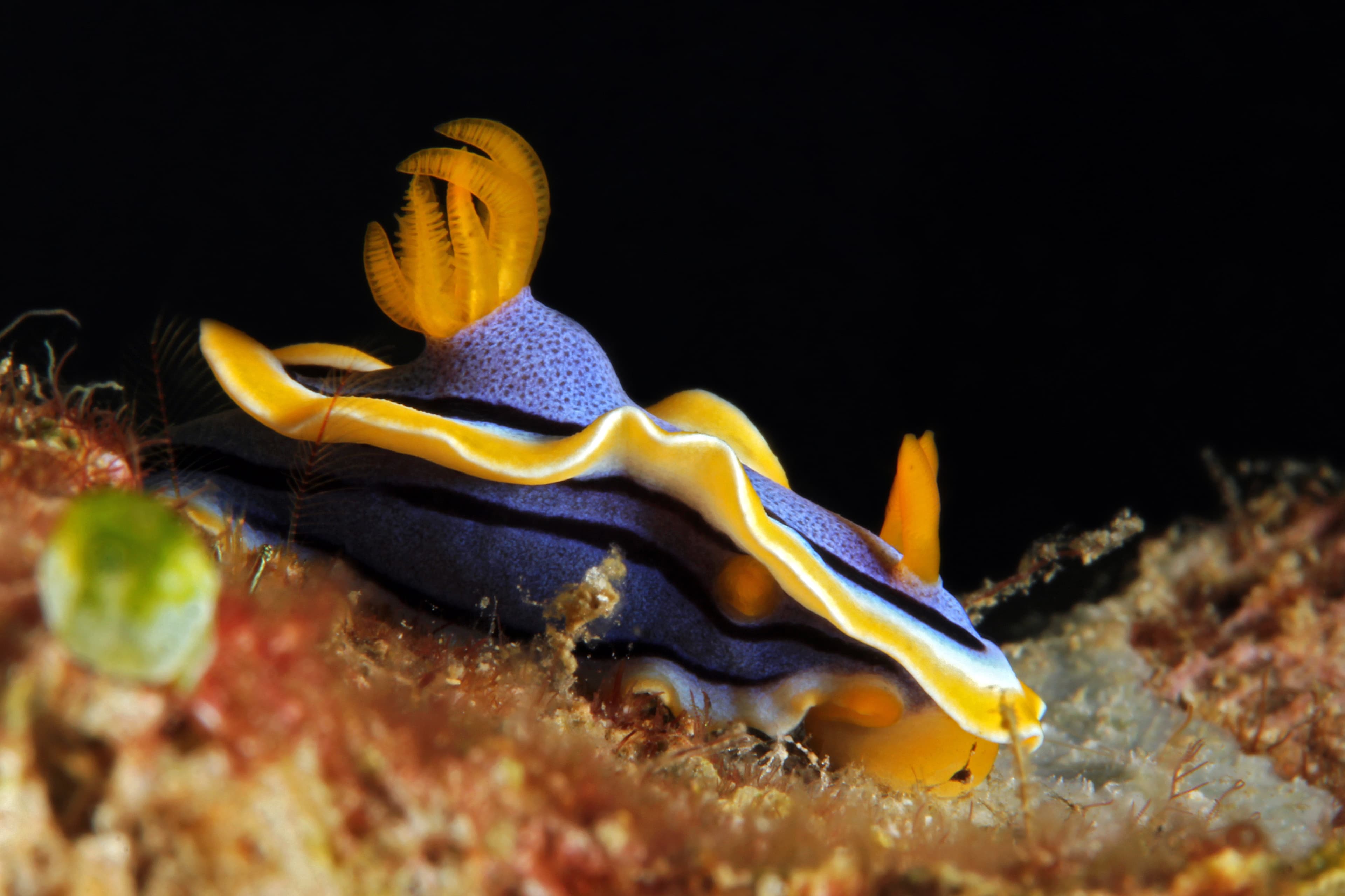 Chromodoris Annae nudbranch - Anilao, Philippines