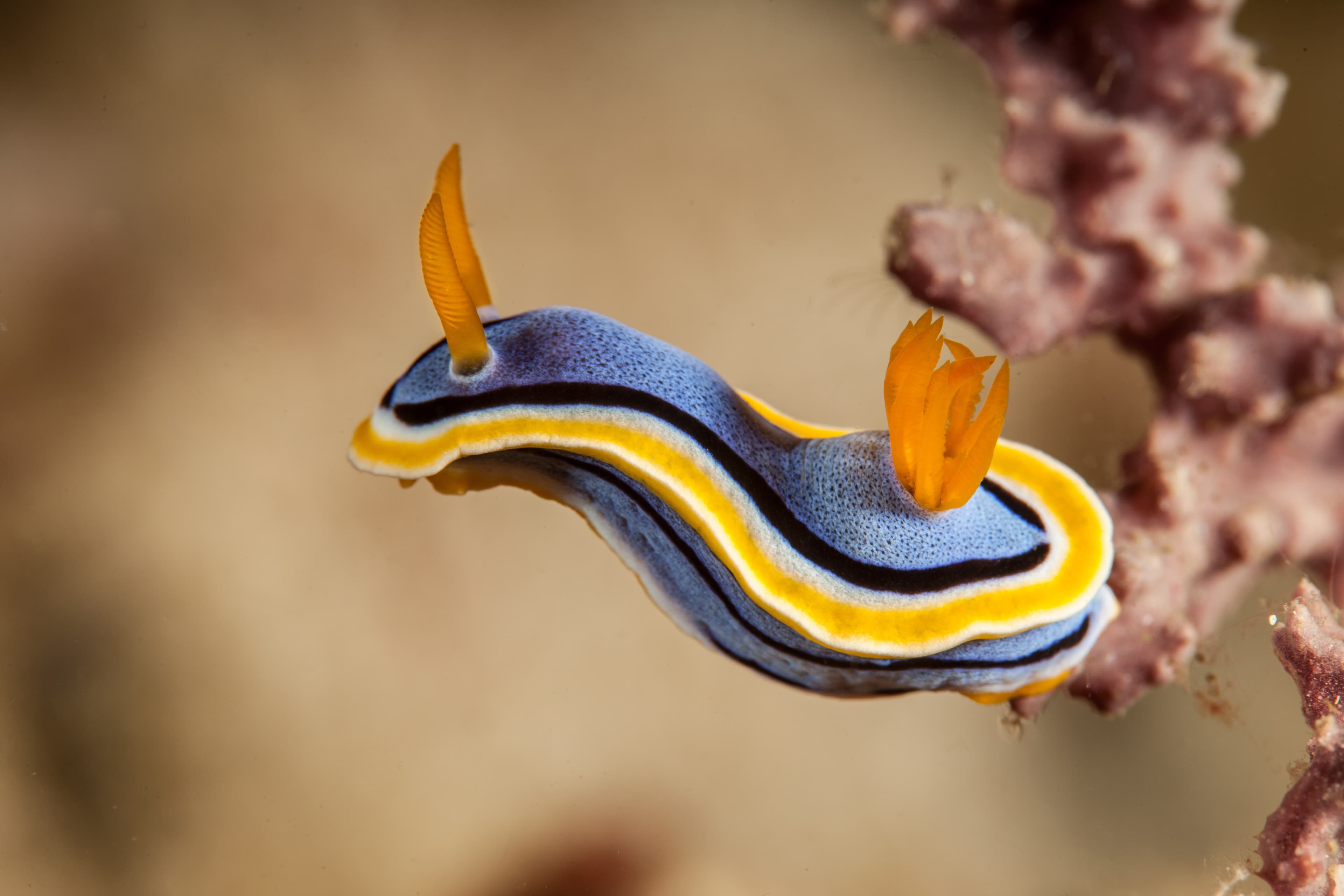 Chromodoris annae