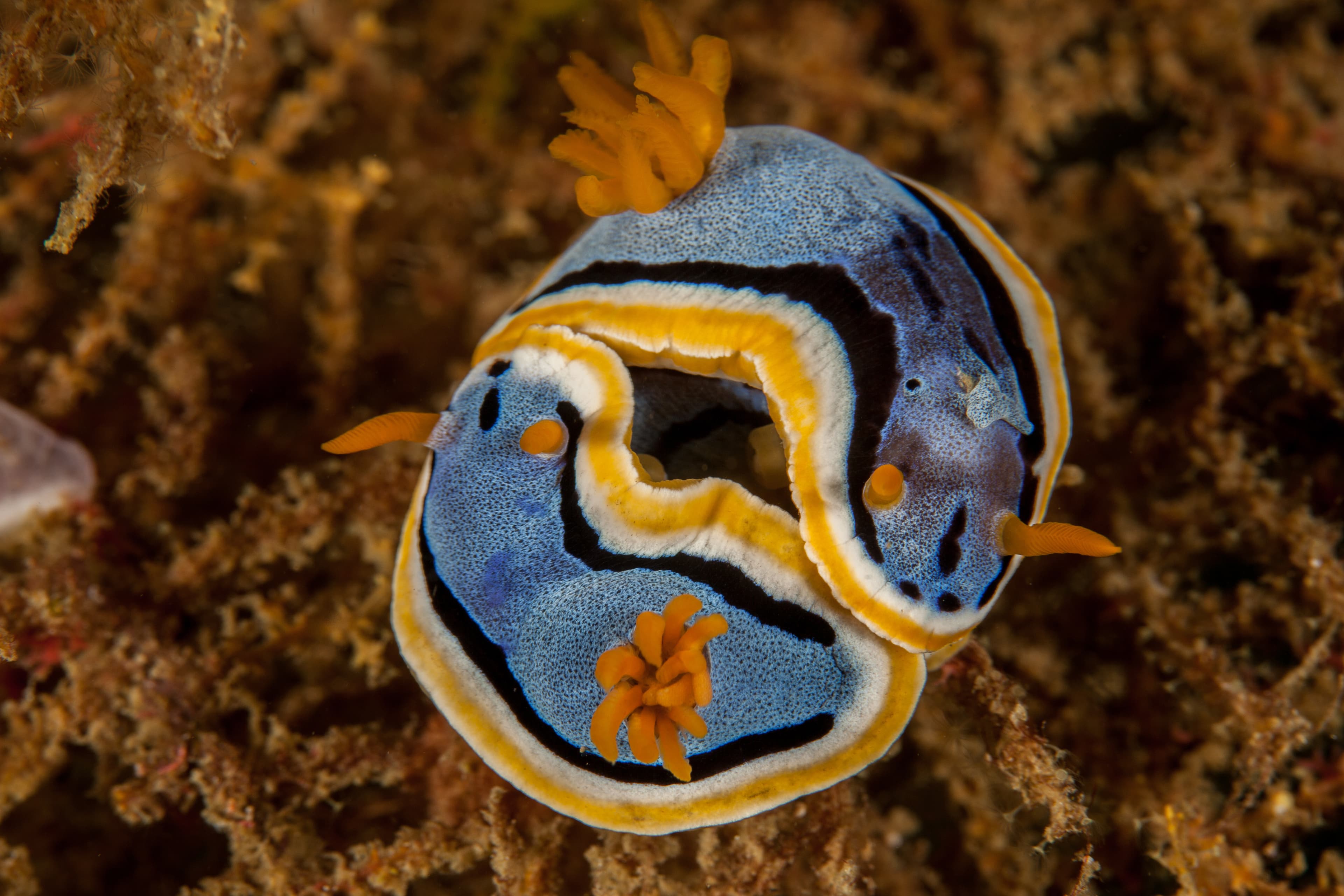 Chromodoris annae