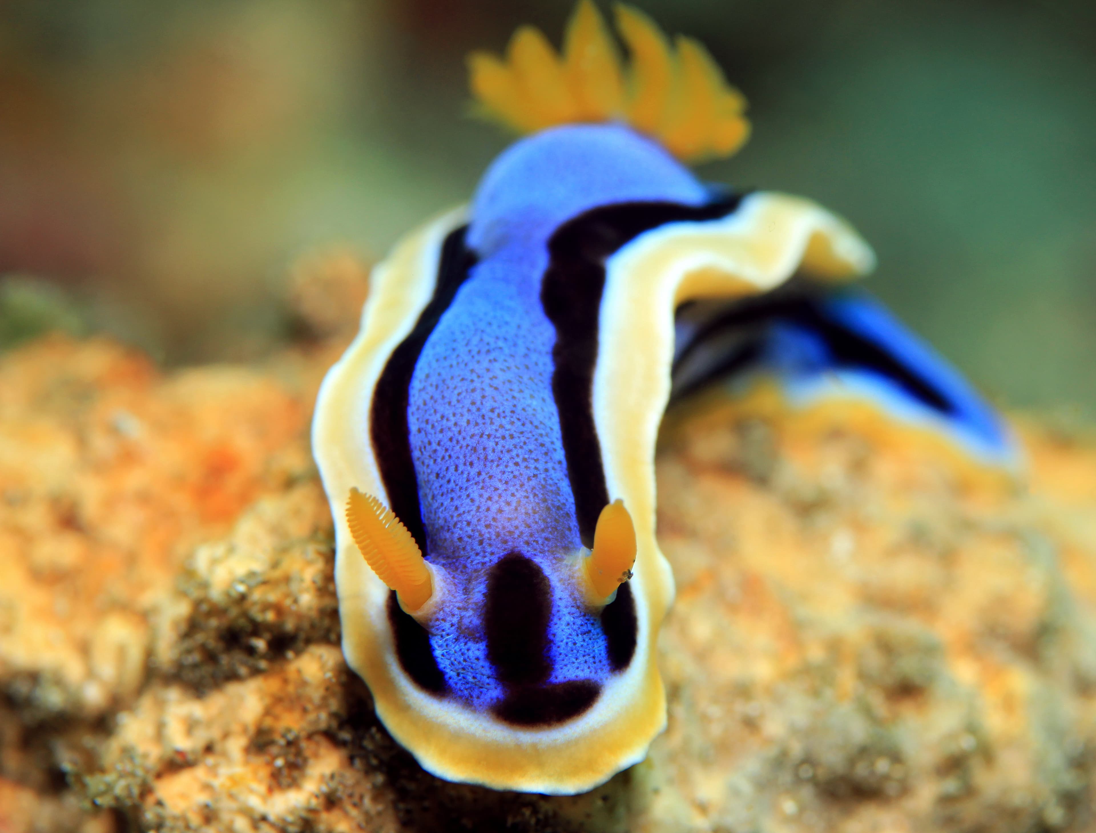 Anna's Chromodoris (Chromodoris annae) - Padang Bai, Bali, Indonesia