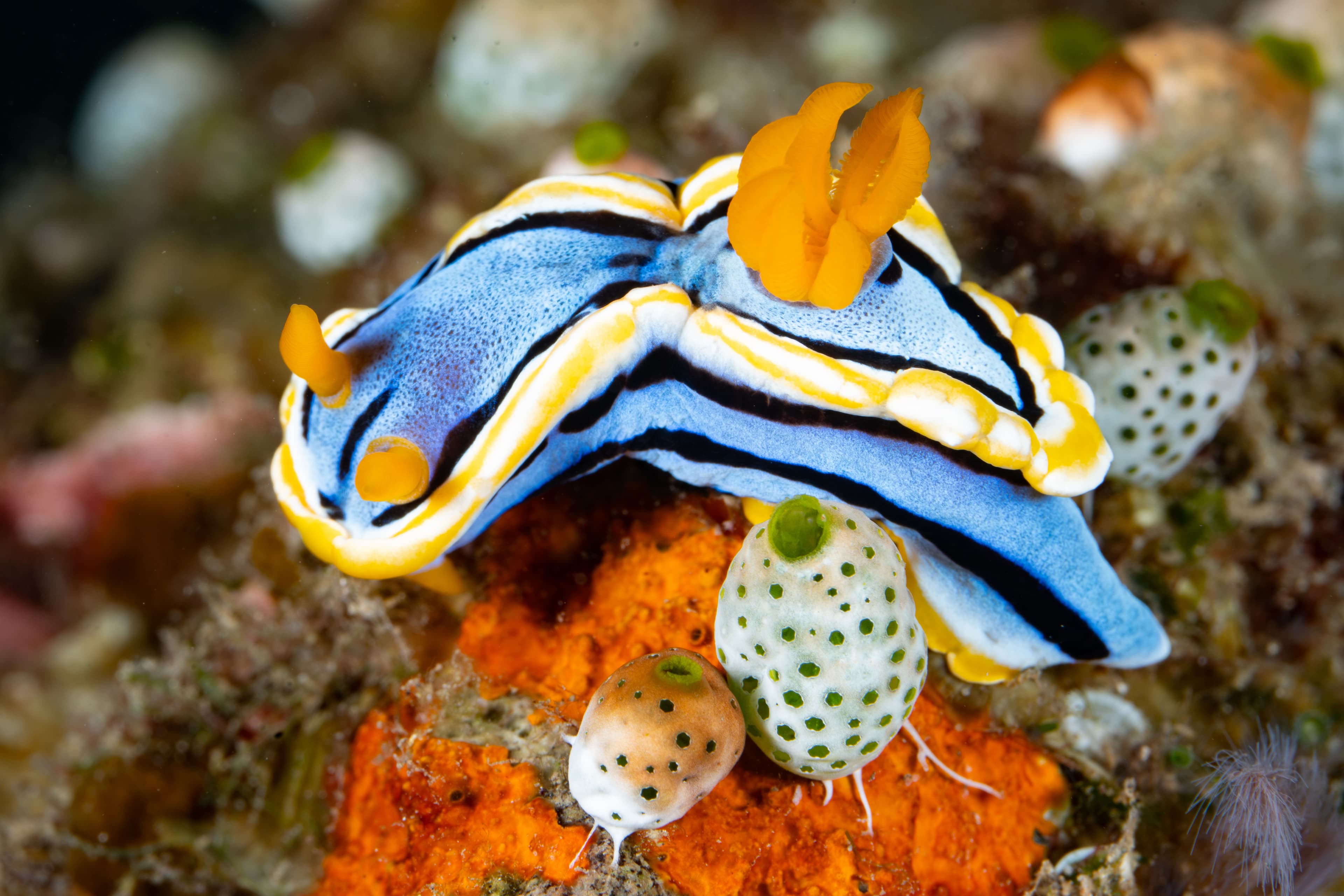 A colorful nudibranch, Chromodoris annae, feeds on a sponge on a coral reef in Raja Ampat, Indonesia