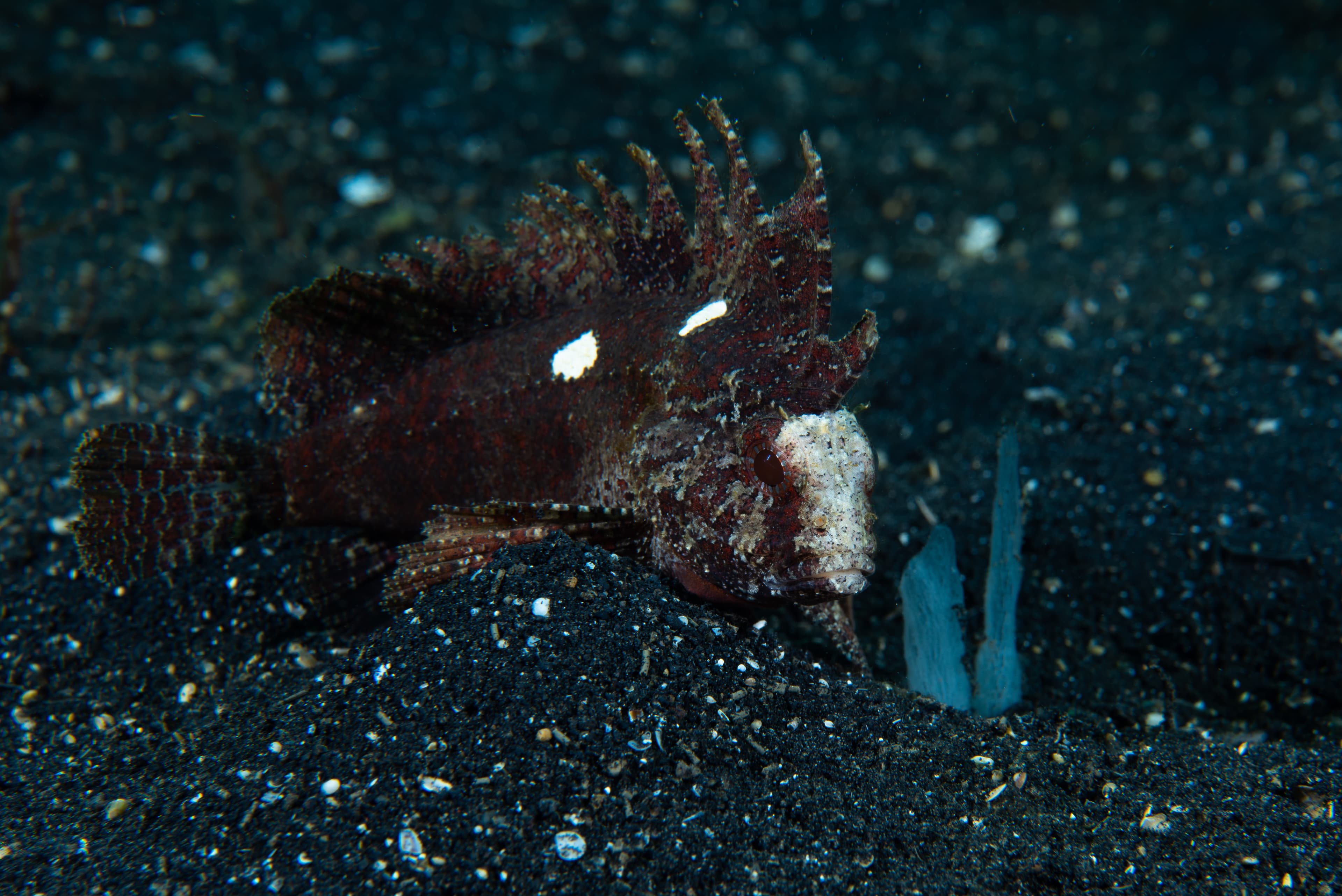 Wispy Waspfish (Paracentropogon longispinis)