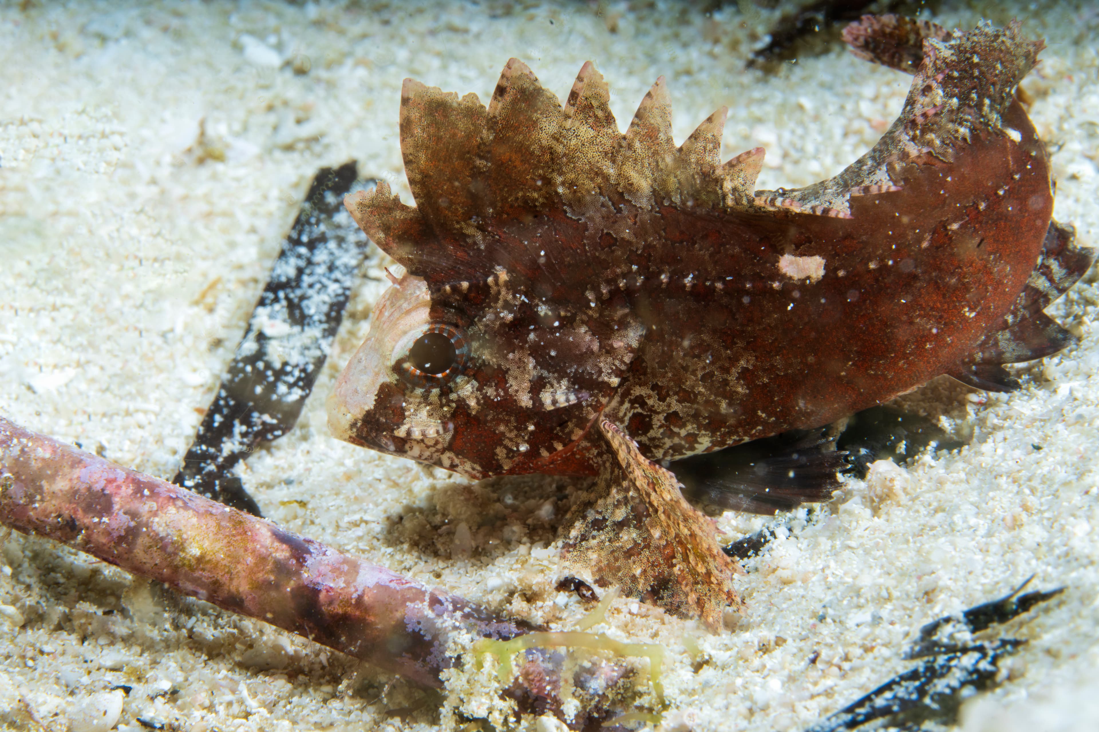 Wispy Waspfish (Paracentropogon longispinis) in Raja Ampat, Indonesia