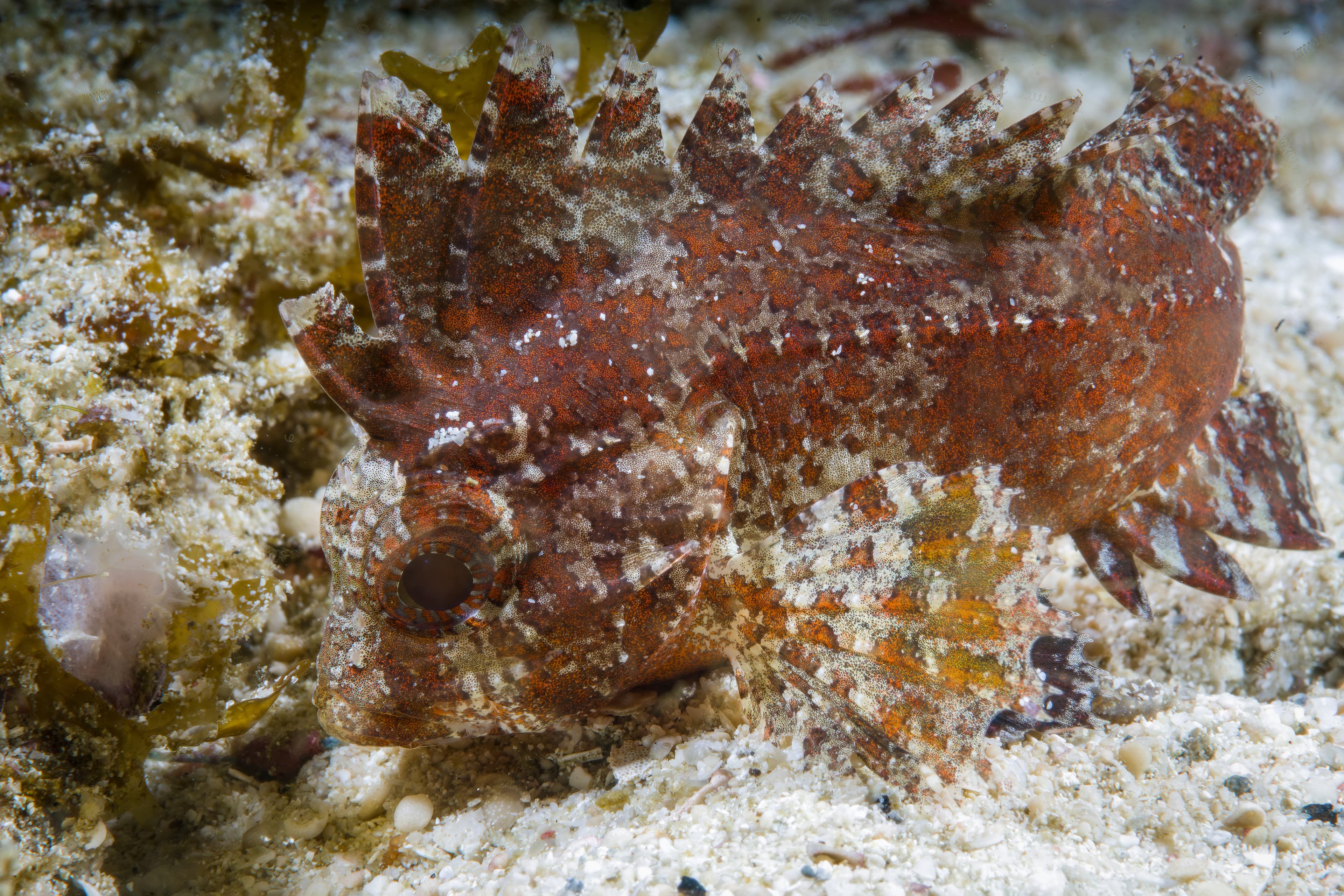 Wispy Waspfish (Paracentropogon longispinis) in Raja Ampat, Indonesia