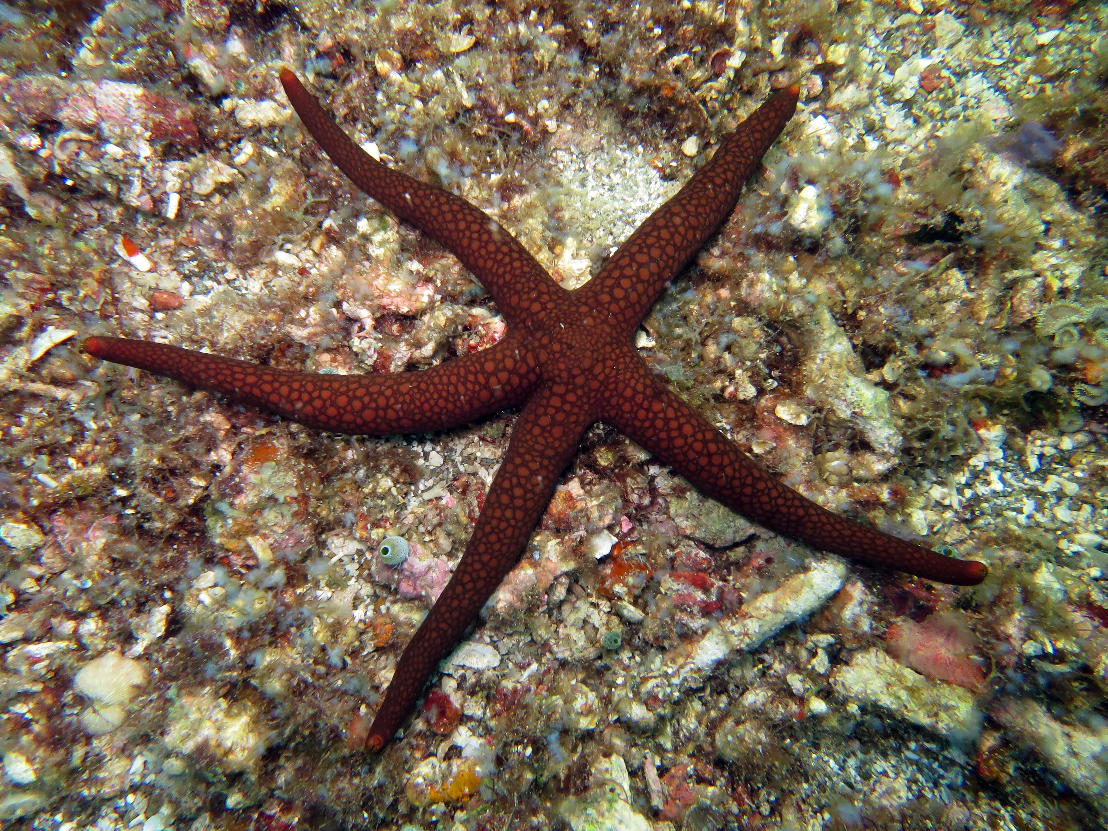 Brown Mesh Sea Star (Nardoa galatheae)