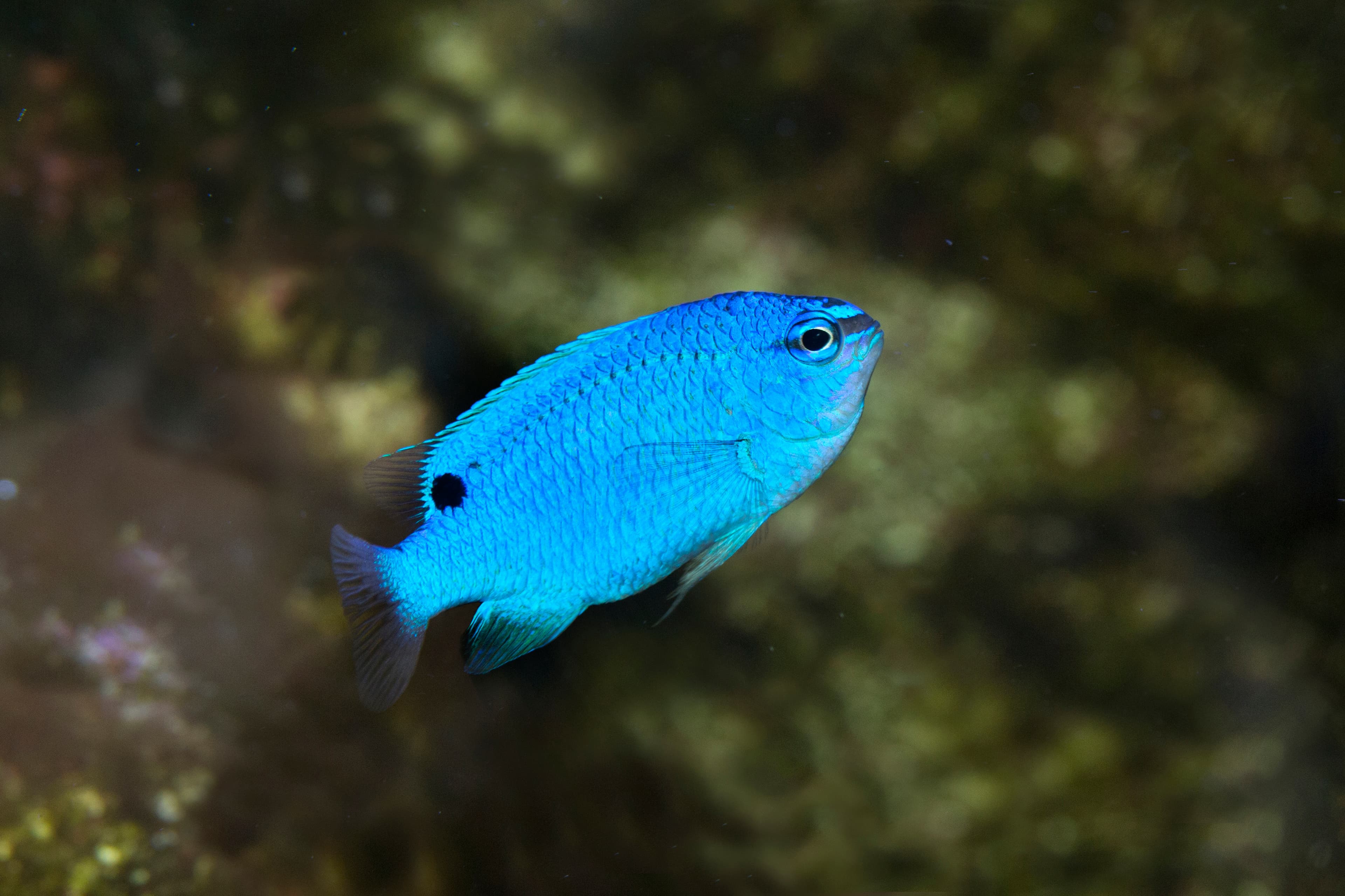 Blue Damselfish (Chrysiptera cyanea) male