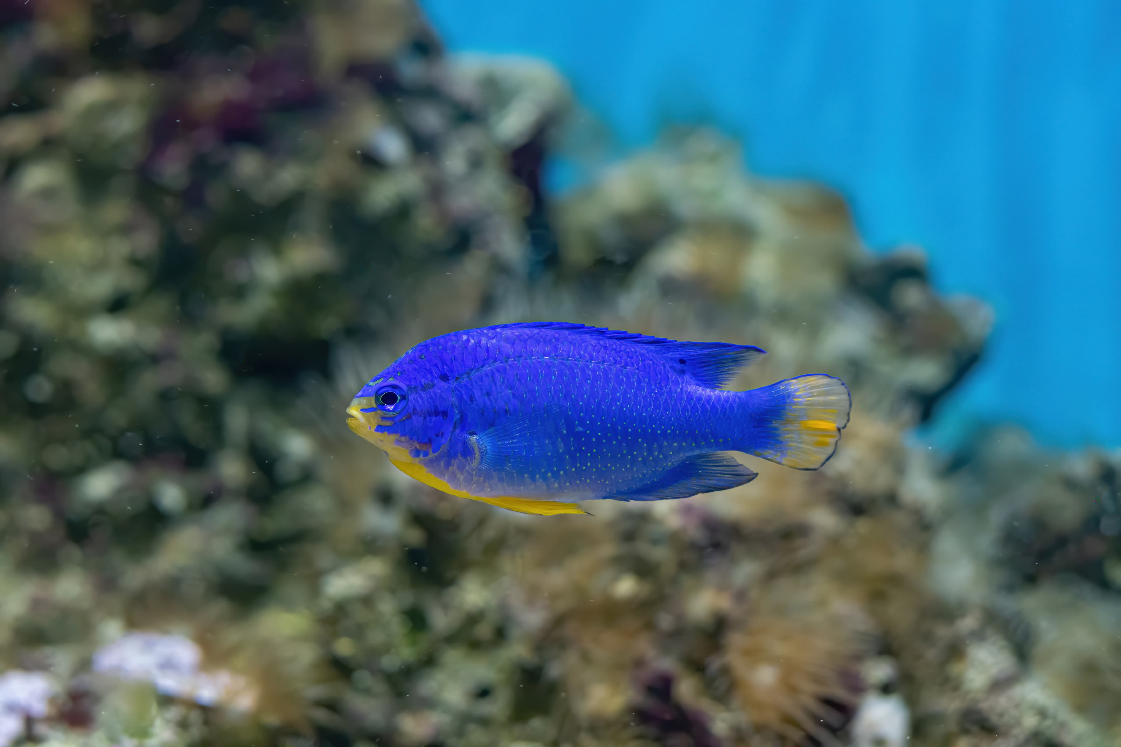 Blue Devil or Blue Damselfish (Chrysiptera cyanea) female