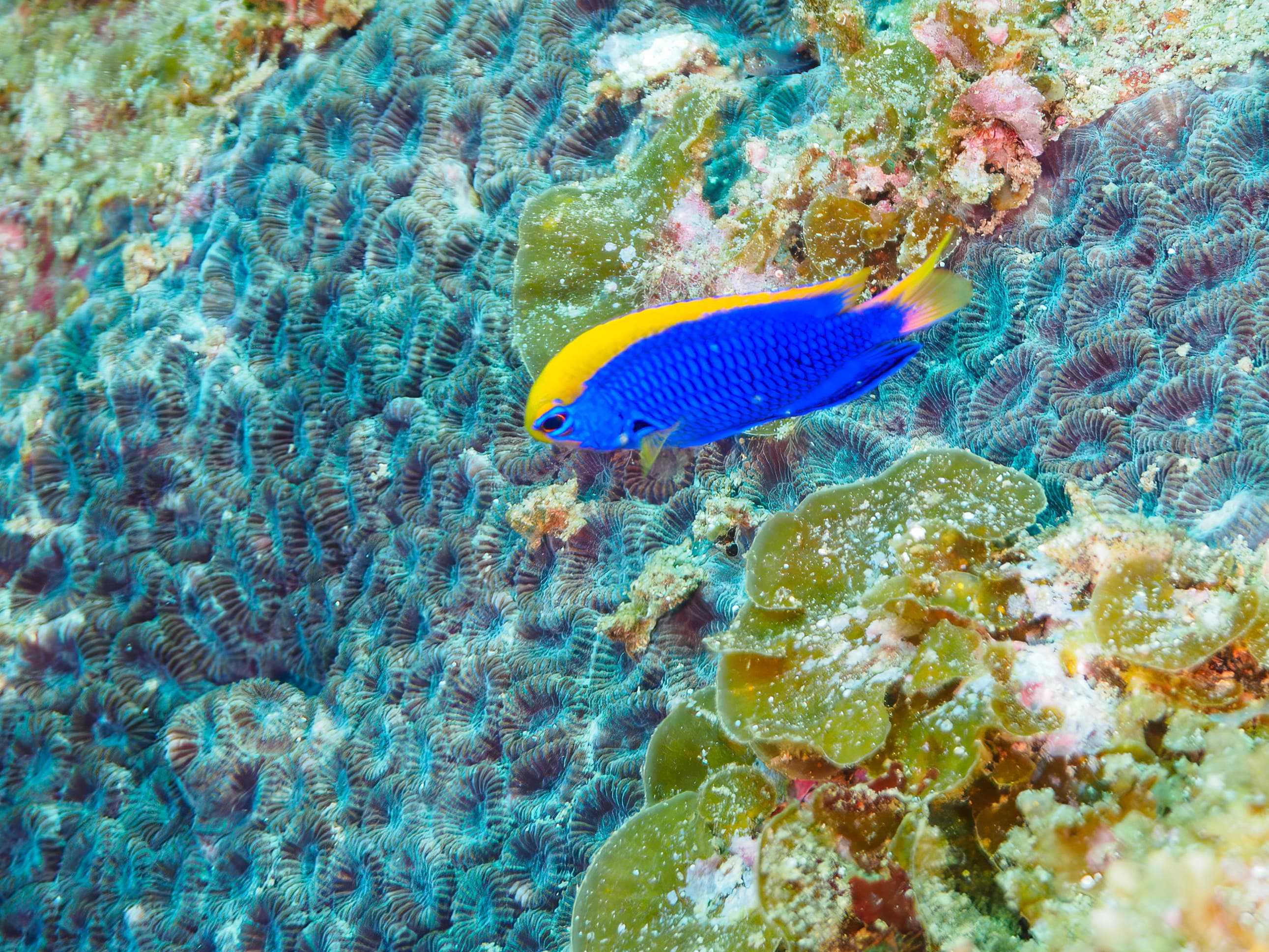 Starcki Damsel (Chrysiptera starcki) at Hirizohama Beach