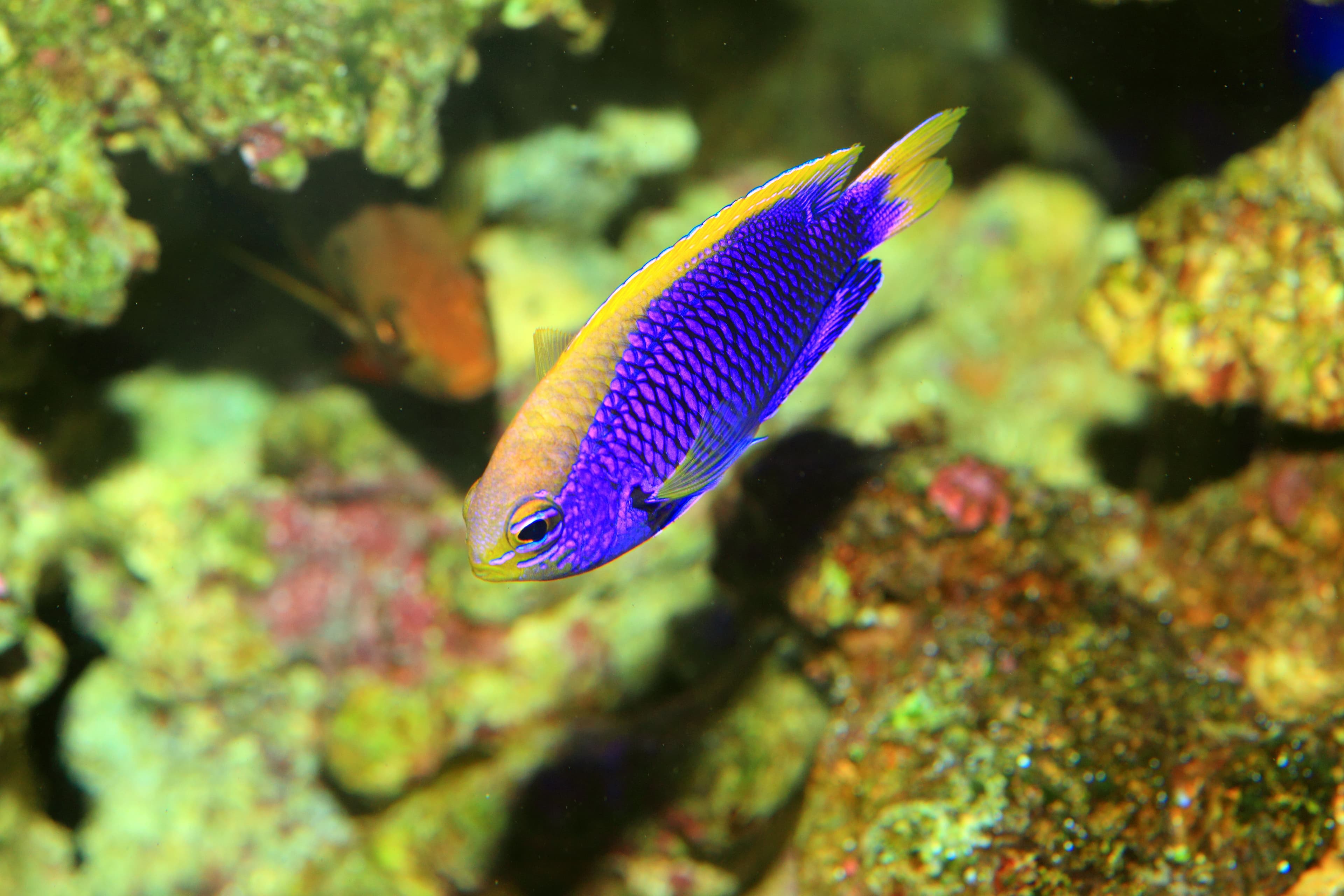 Starcki Damsel (Chrysiptera starcki) in Japan