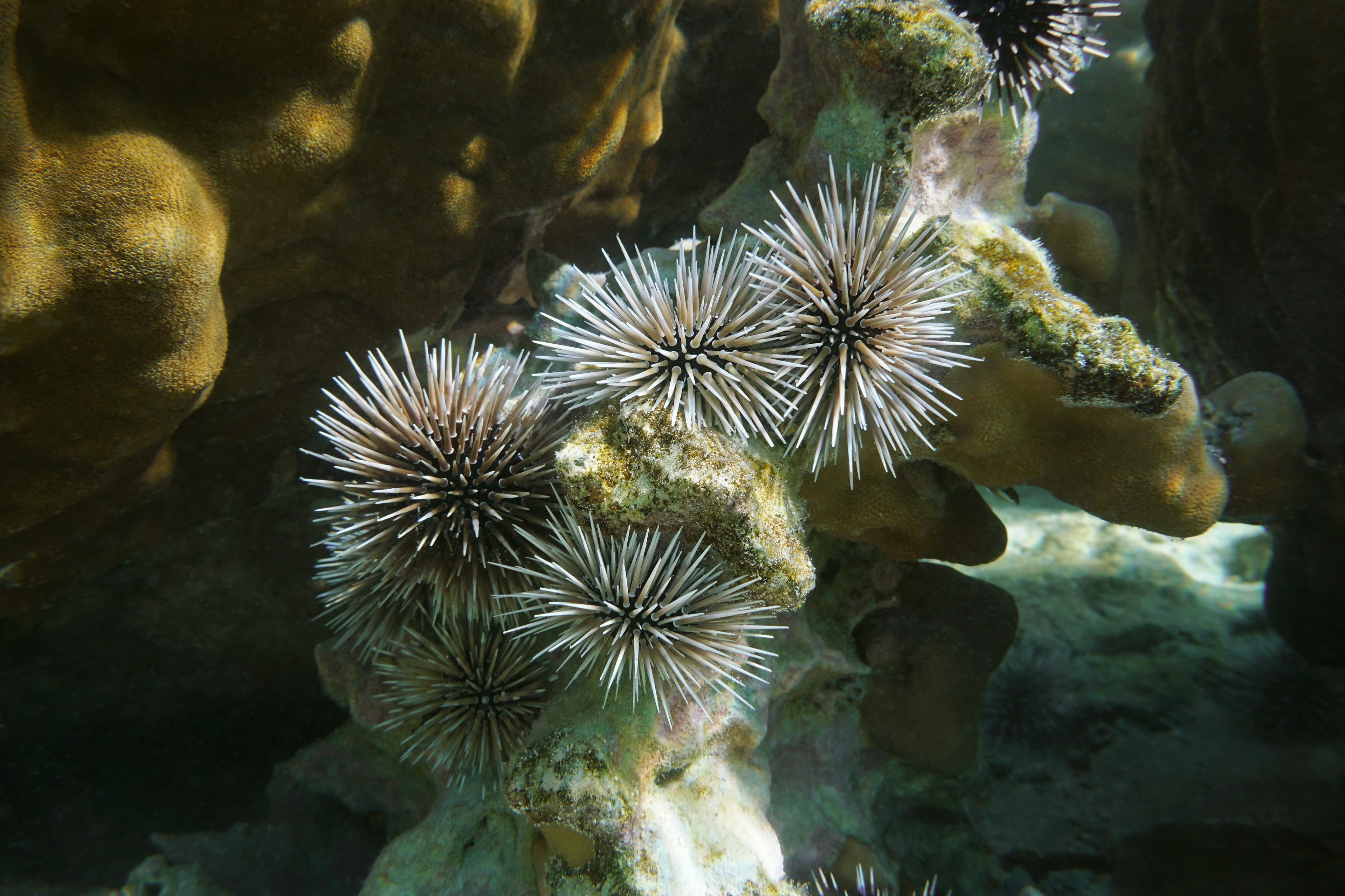 Rock Boring Urchin (Echinometra mathaei) underwater in the lagoon of Rurutu island, Australes, Pacific ocean, French Polynesia