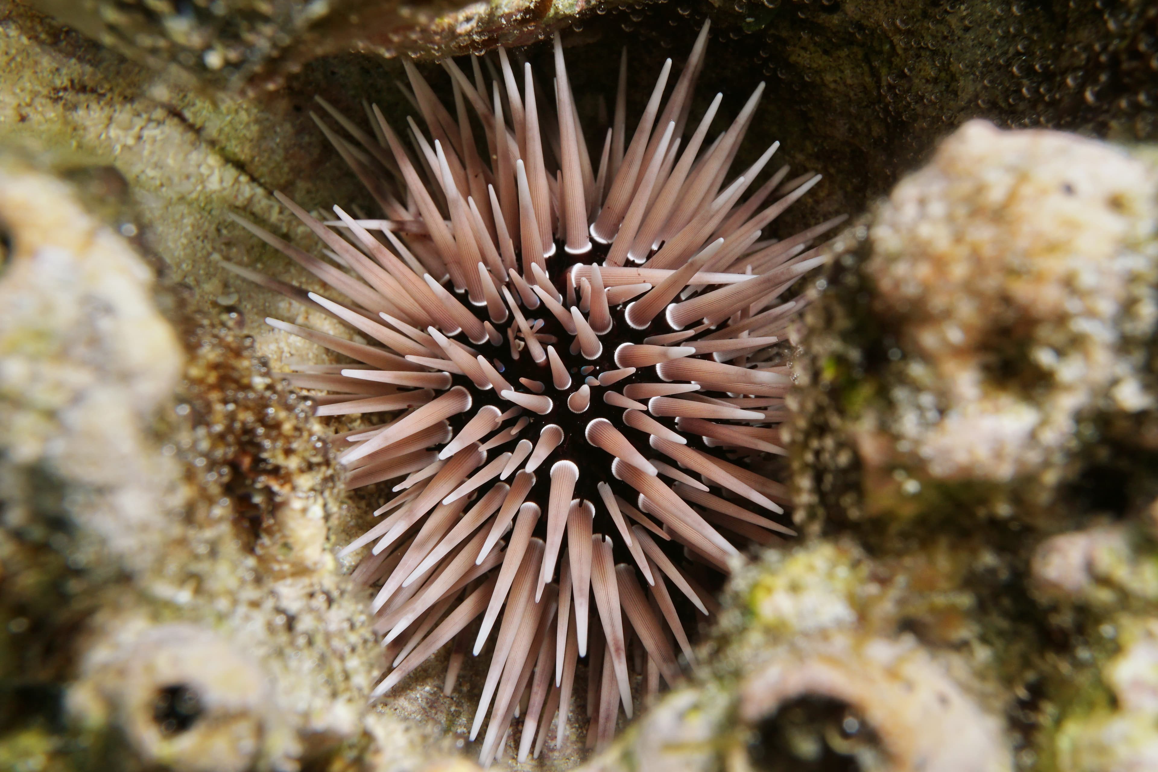 Rock Boring Urchin (Echinometra mathaei) underwater hidden in a hole in coral, lagoon of Bora Bora, Pacific ocean, French Polynesia