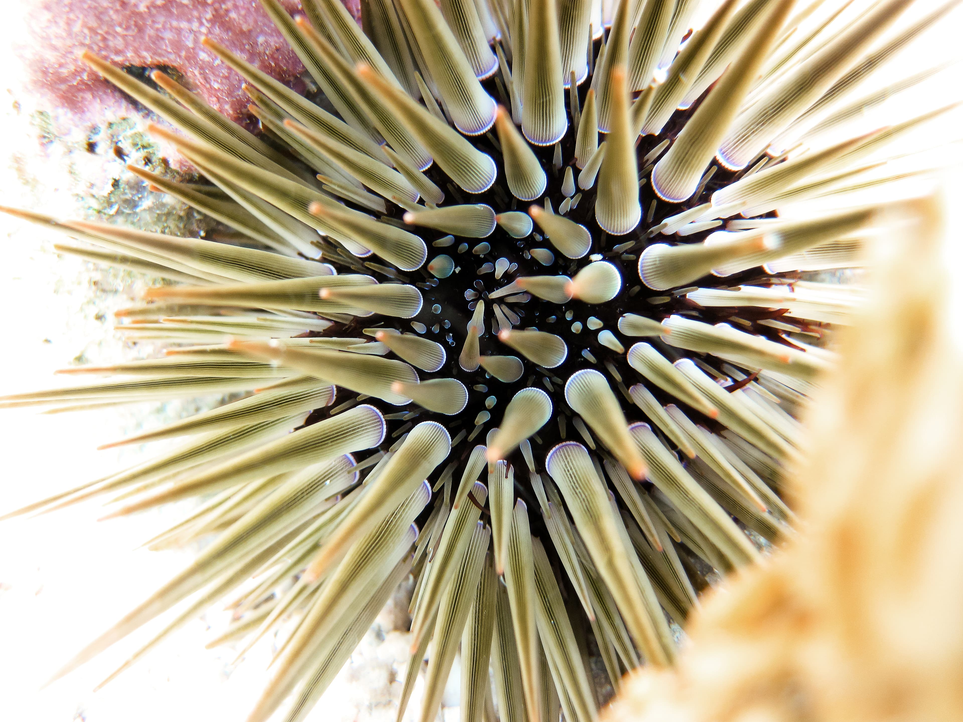 Rock Boring Urchin (Echinometra mathaei)