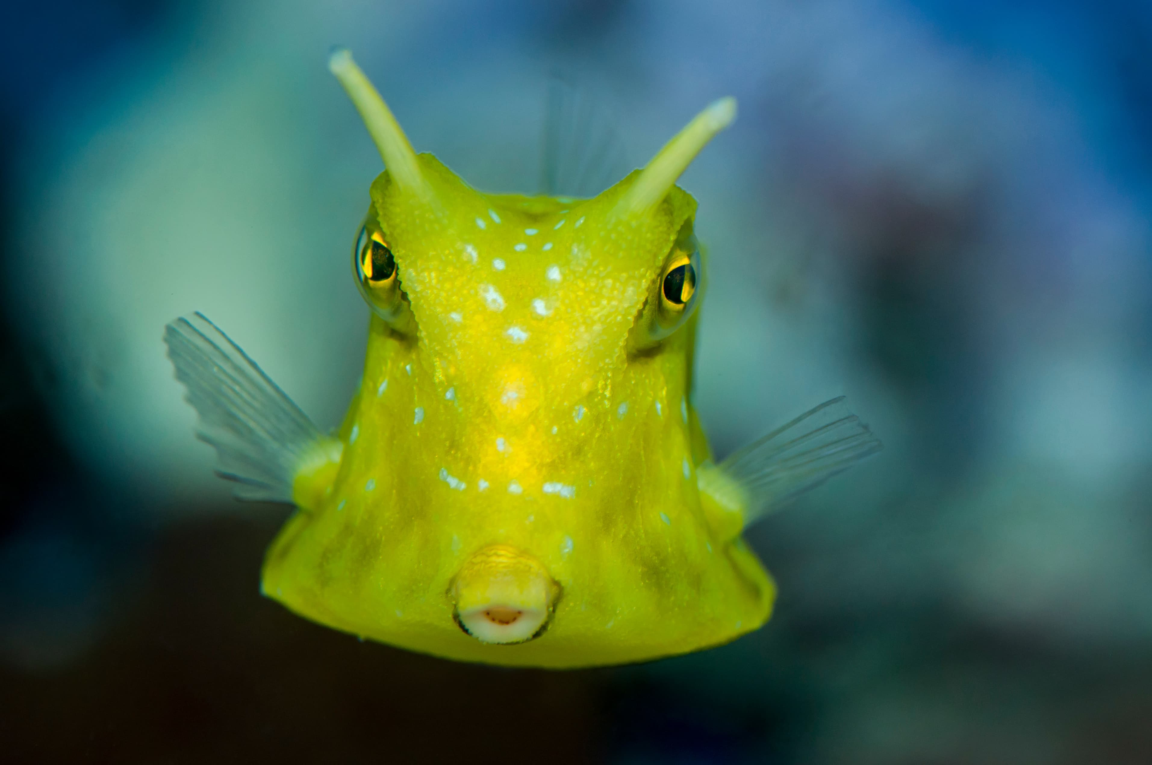 Longhorn Cowfish (Lactoria cornuta) face close up