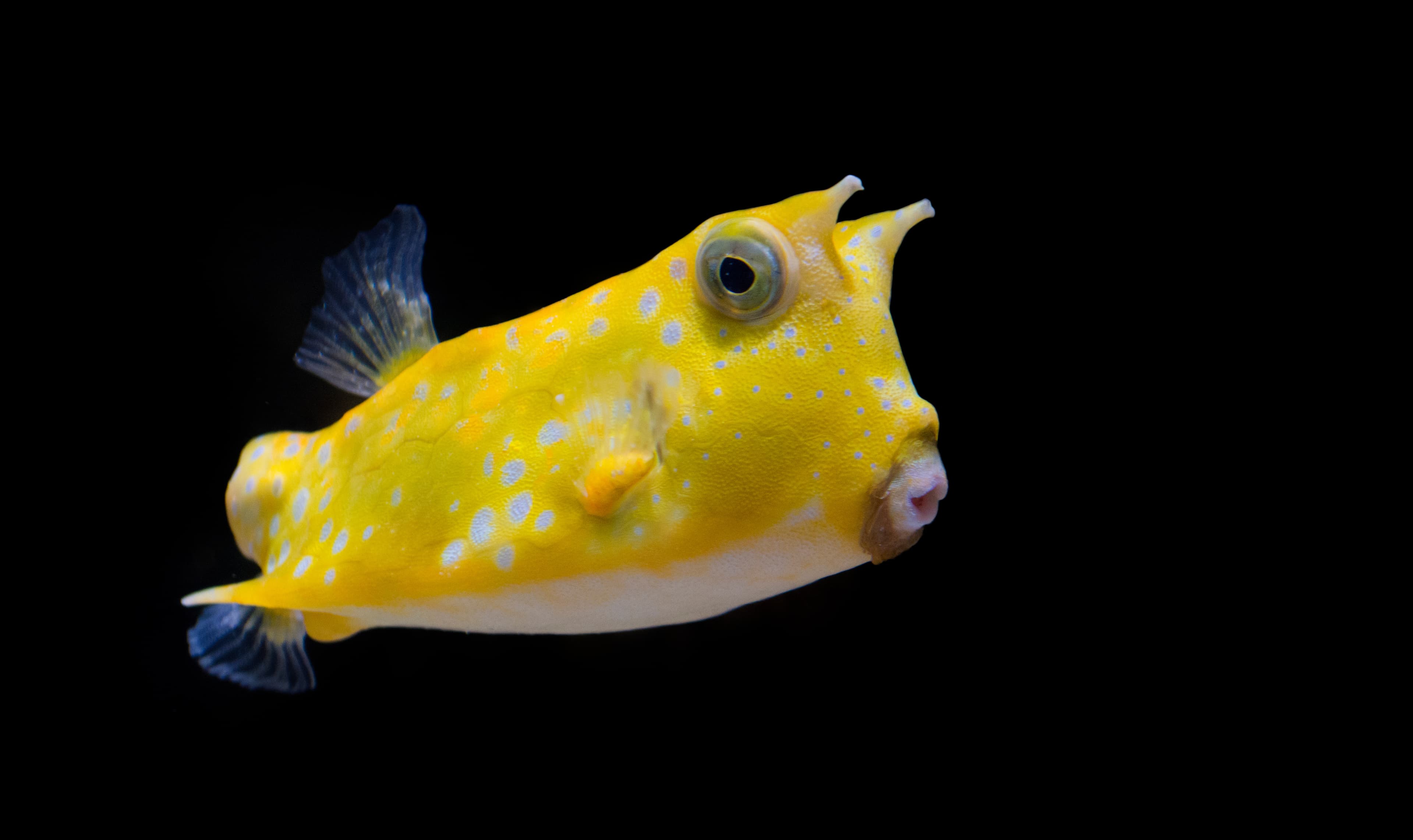 Longhorn Cowfish (Lactoria cornuta)