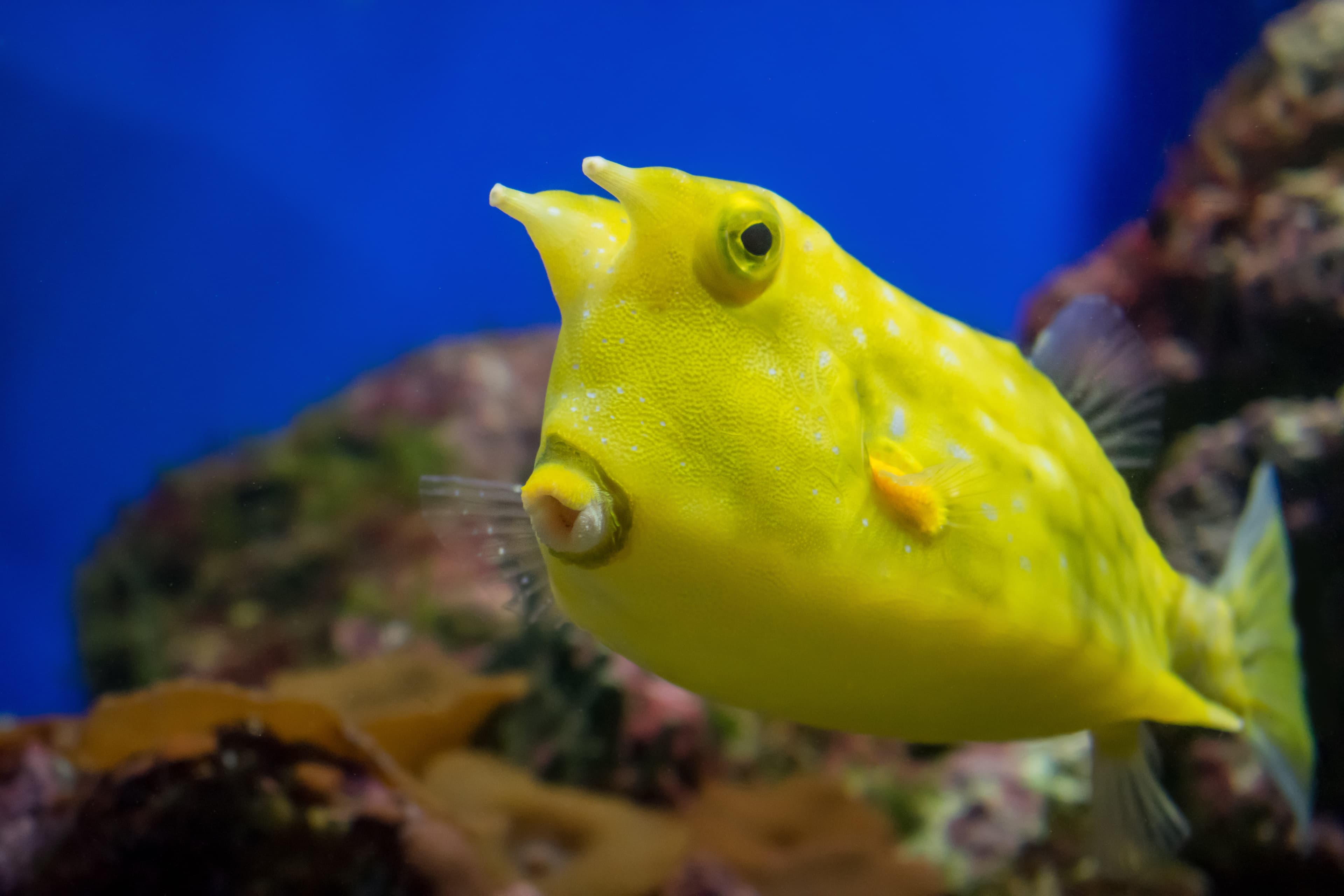 Beautiful yellow Longhorn Cowfish (Lactoria cornuta)