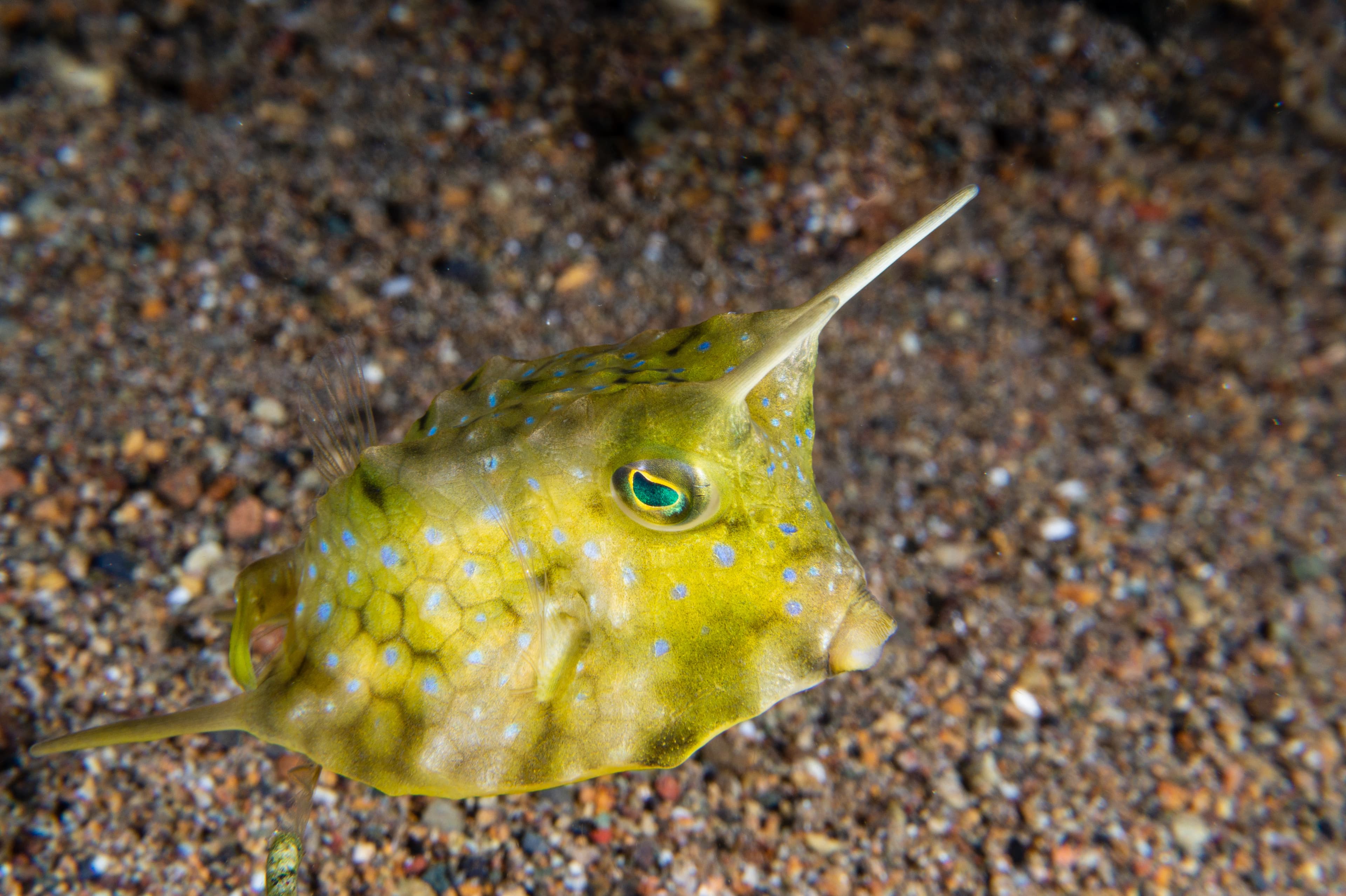 Longhorn Cowfish (Lactoria cornuta) swimming near Anilao, Batangas, Philippines