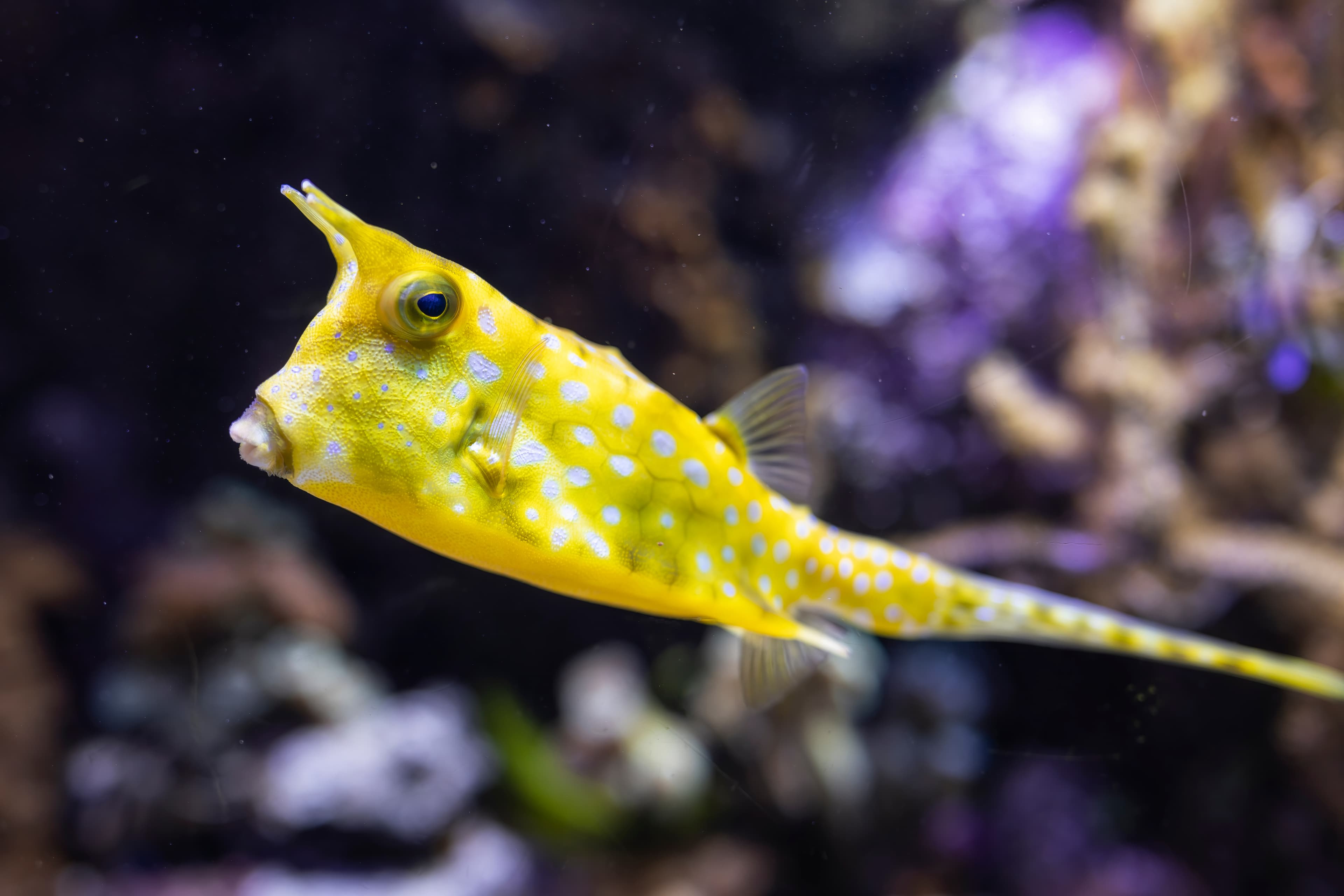 Longhorn Cowfish (Lactoria cornuta), Acquario di Genova, Liguria, Italy, Europa