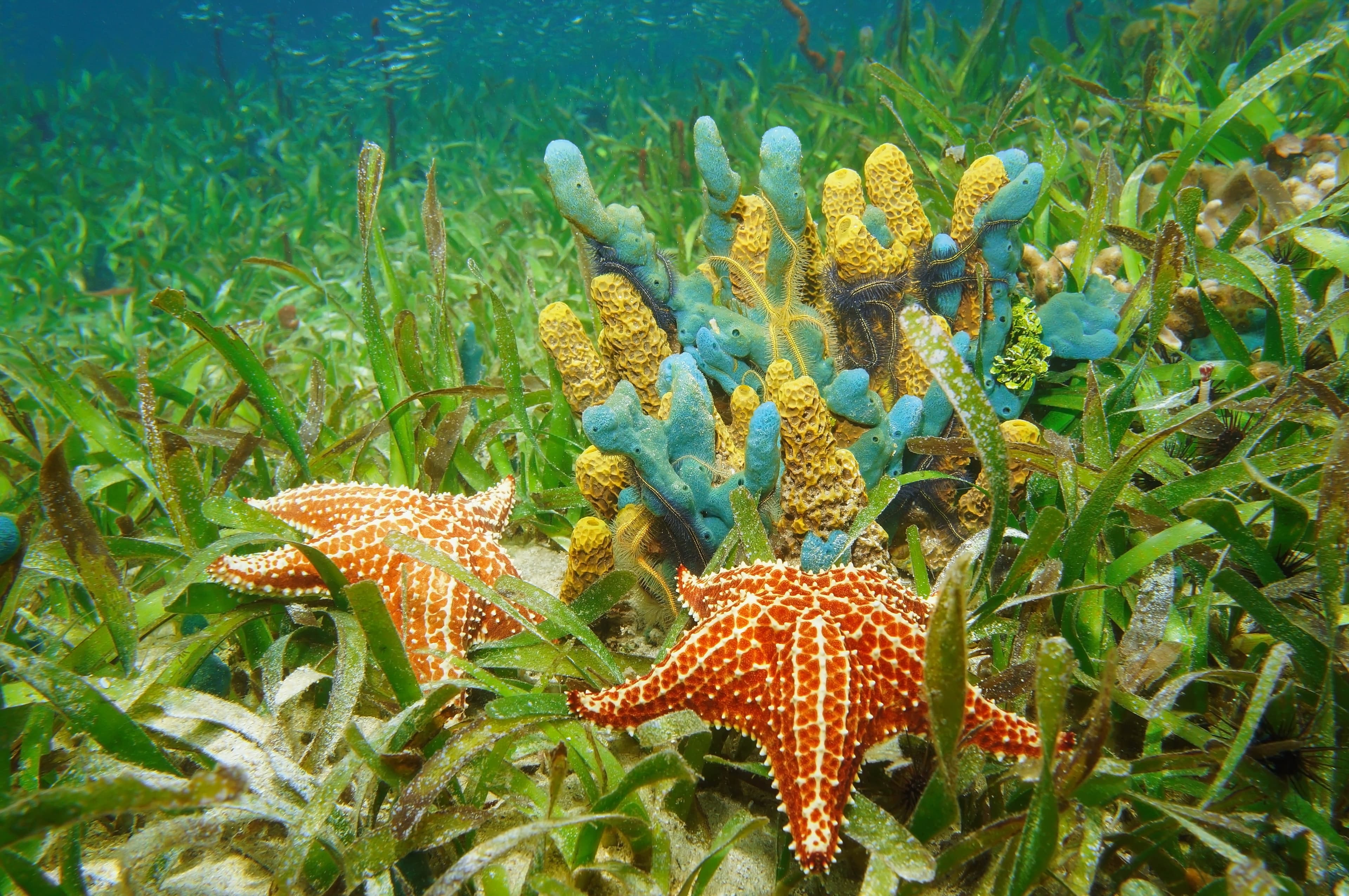 Rich ecosystem of Turtle Grass (Thalassia testudinum) with colorful sponges and starfish