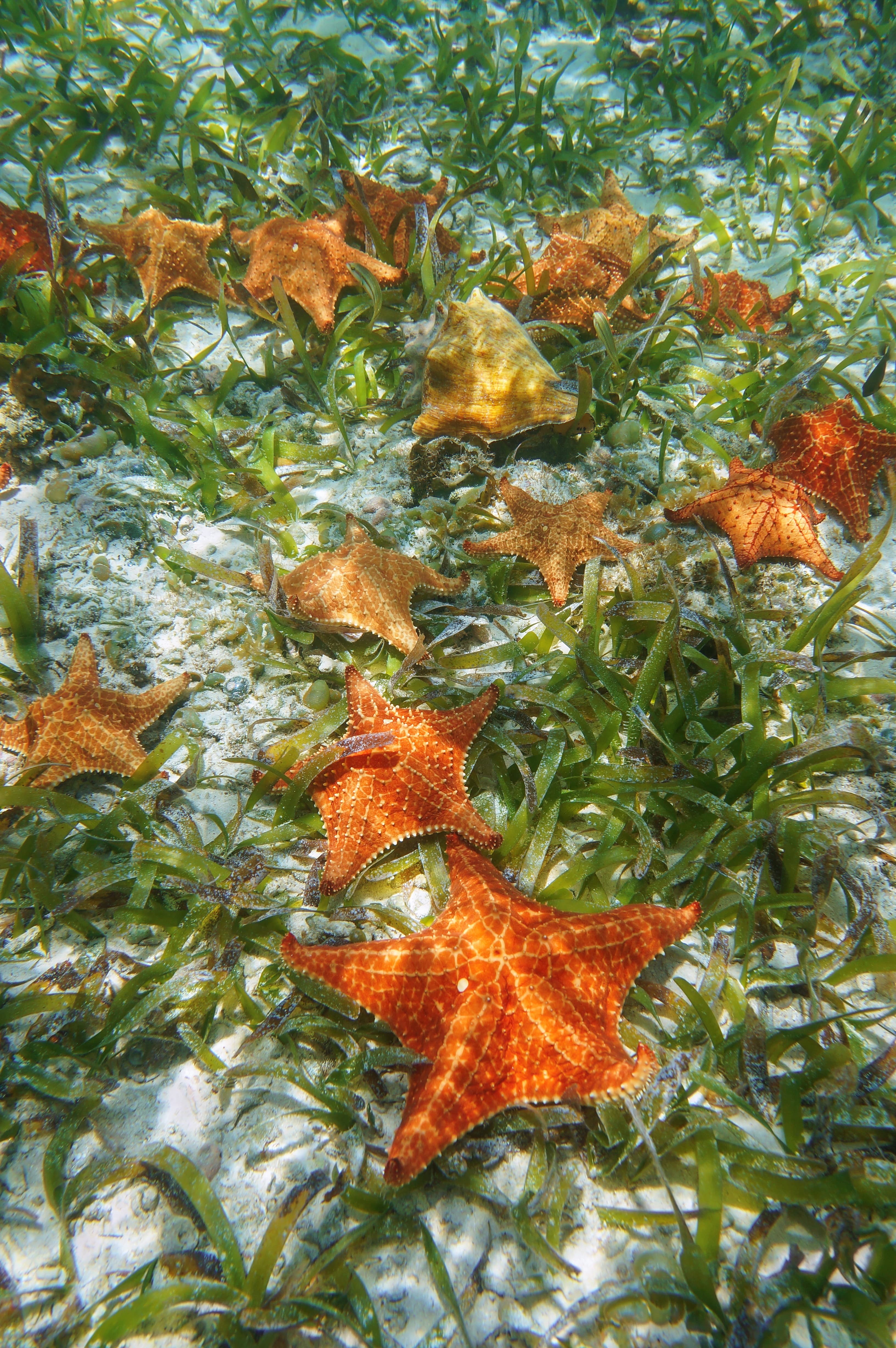 Starfish underwater with Turtle Grass (Thalassia testudinum) on the seabed in the Caribbean Sea