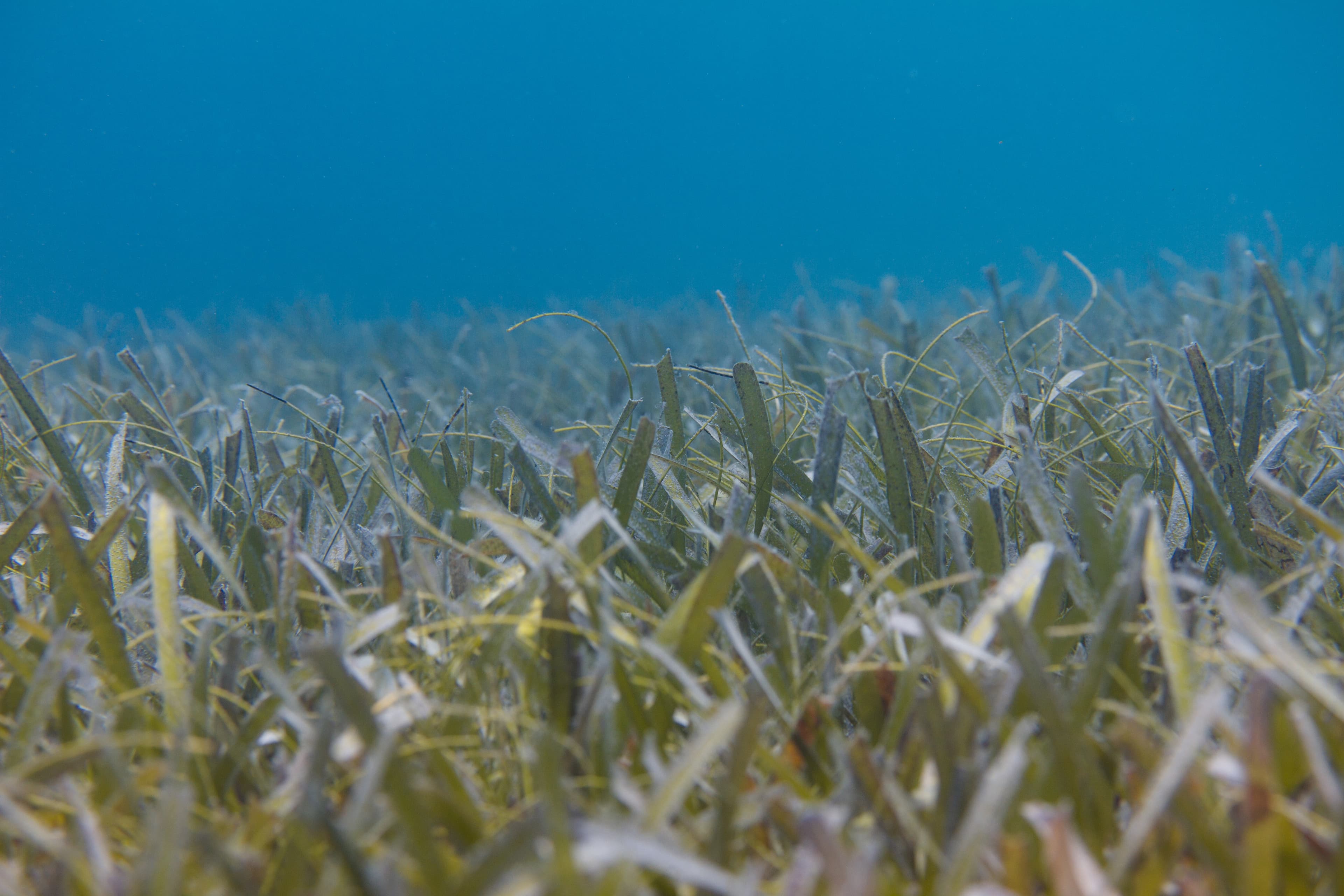 Turtle Grass (Thalassia testudinum) off Florida Keys