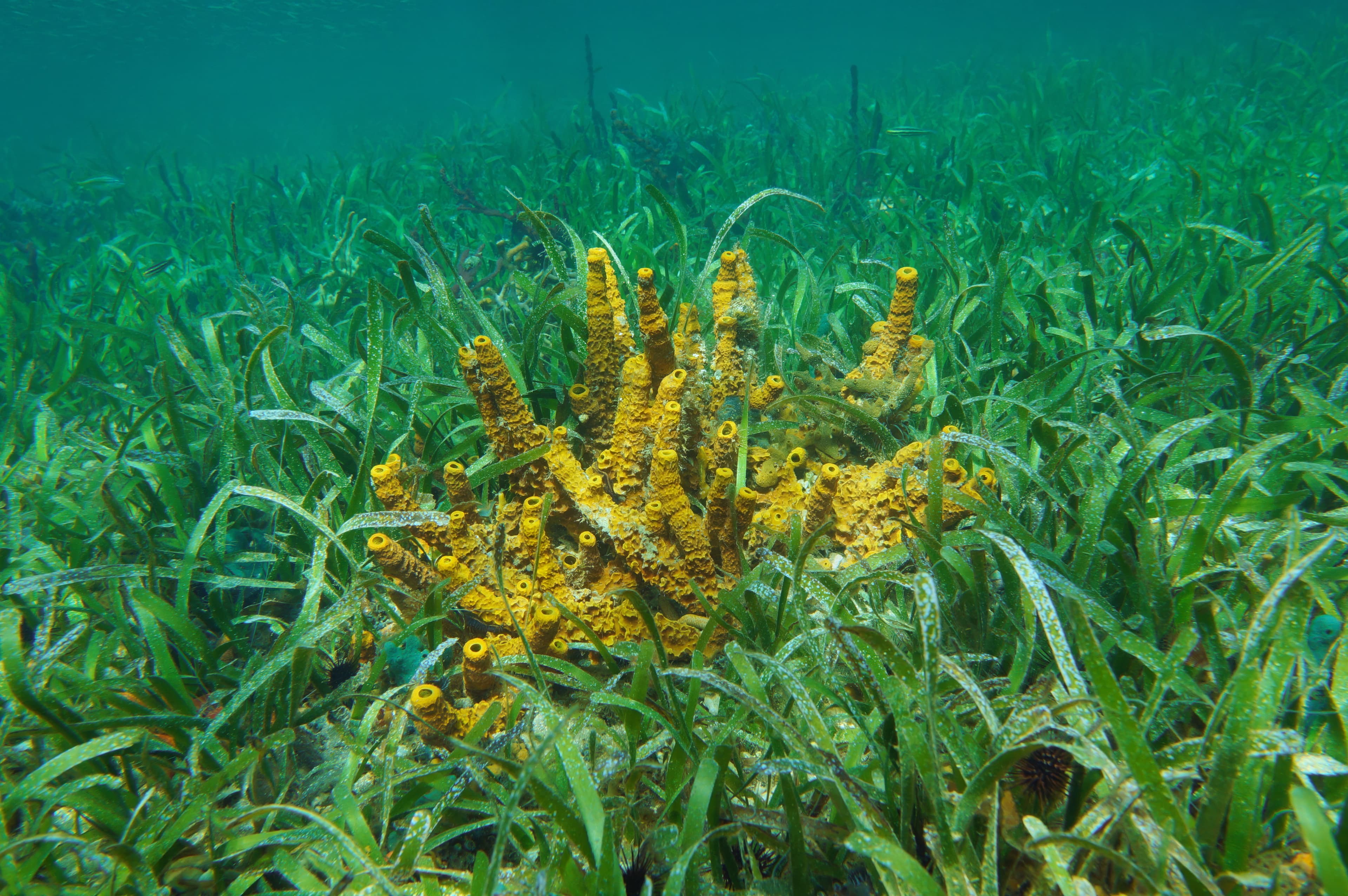 Yellow Tube Sponge (Aplysina insularis) in Turtle Grass (Thalassia testudinum) underwater in the Caribbean Sea, Central America, Panama