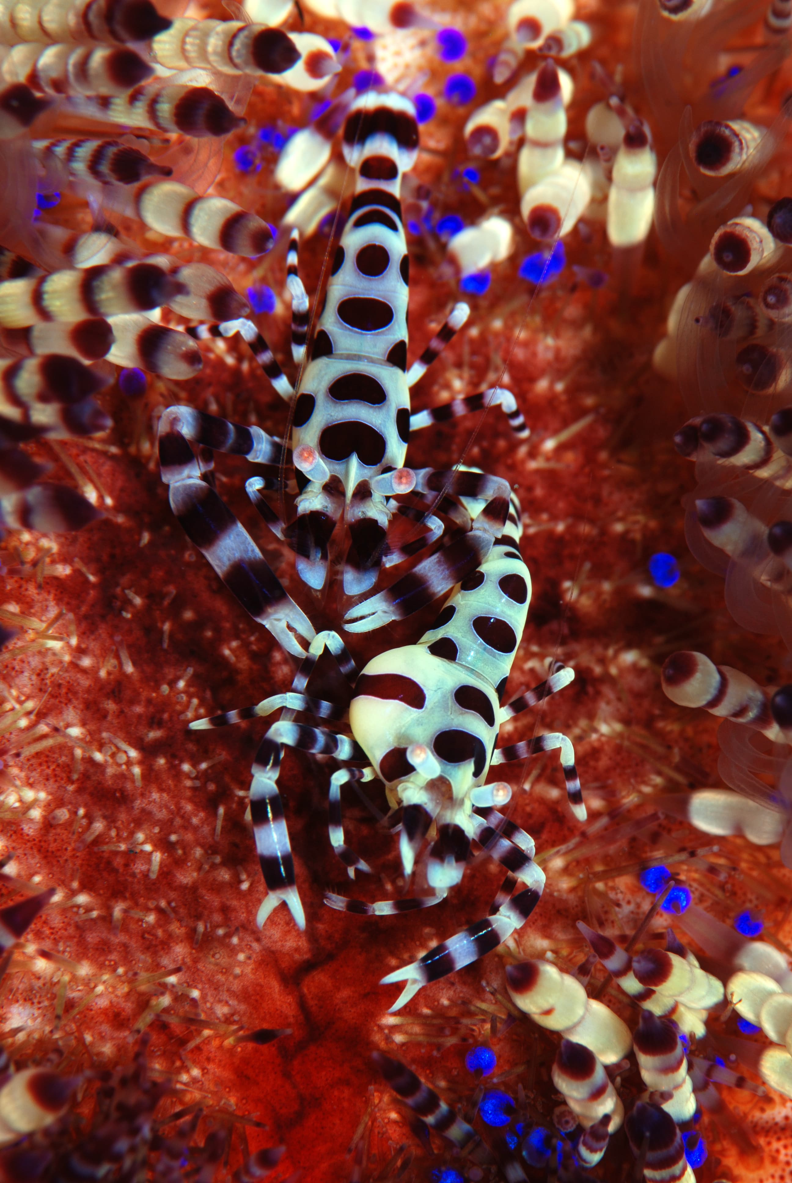 Coleman Shrimp (Periclimenes colemani). Tulamben, Bali, Indonesia