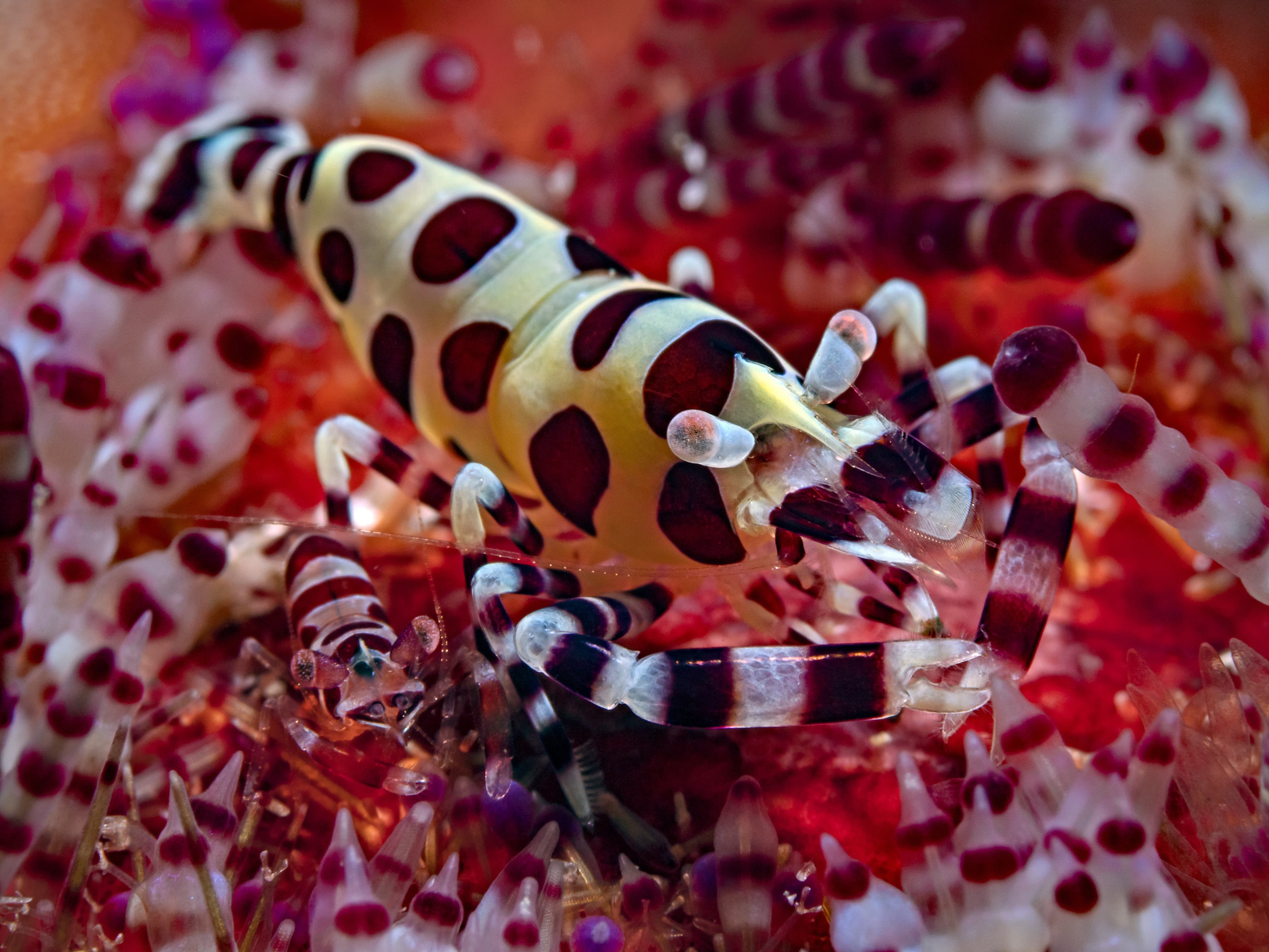 Two Coleman Shrimp (Periclimenes colemani)