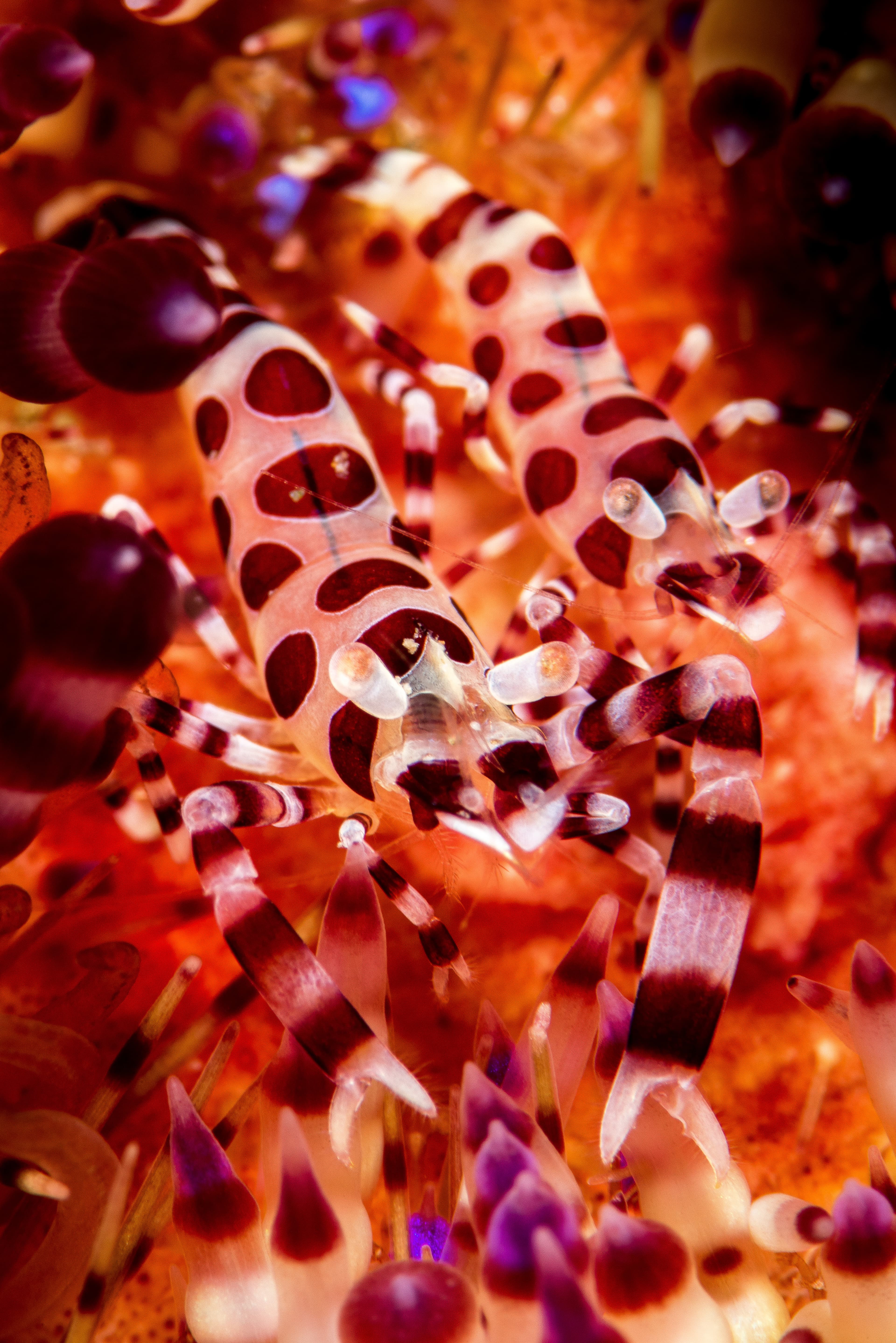 Couple of Coleman Shrimps in a fire urchin