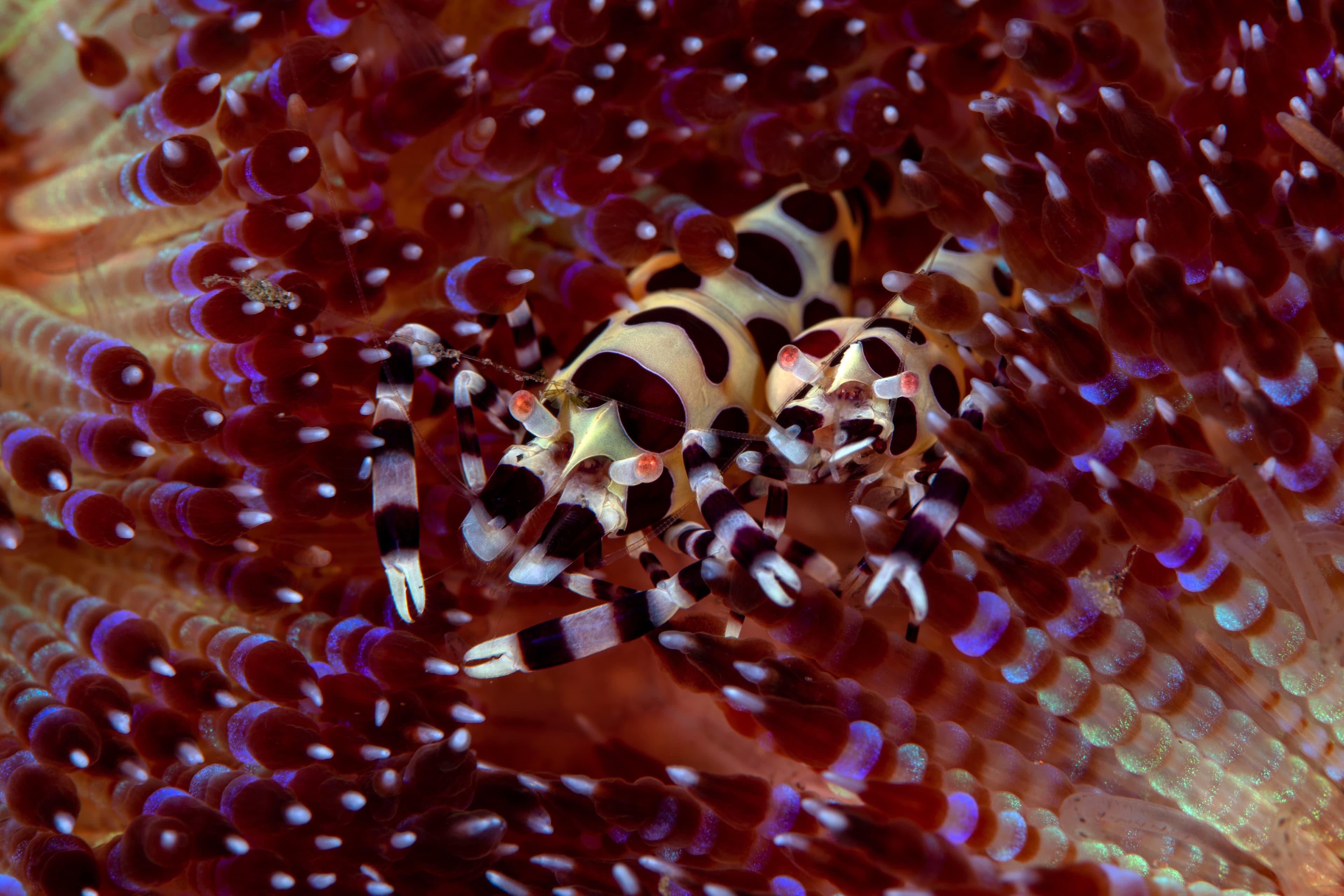 Coleman Shrimp (Periclimenes colemani), living on a fire sea urchin (Asthenosoma sp.). Tulamben, Bali, Indonesia
