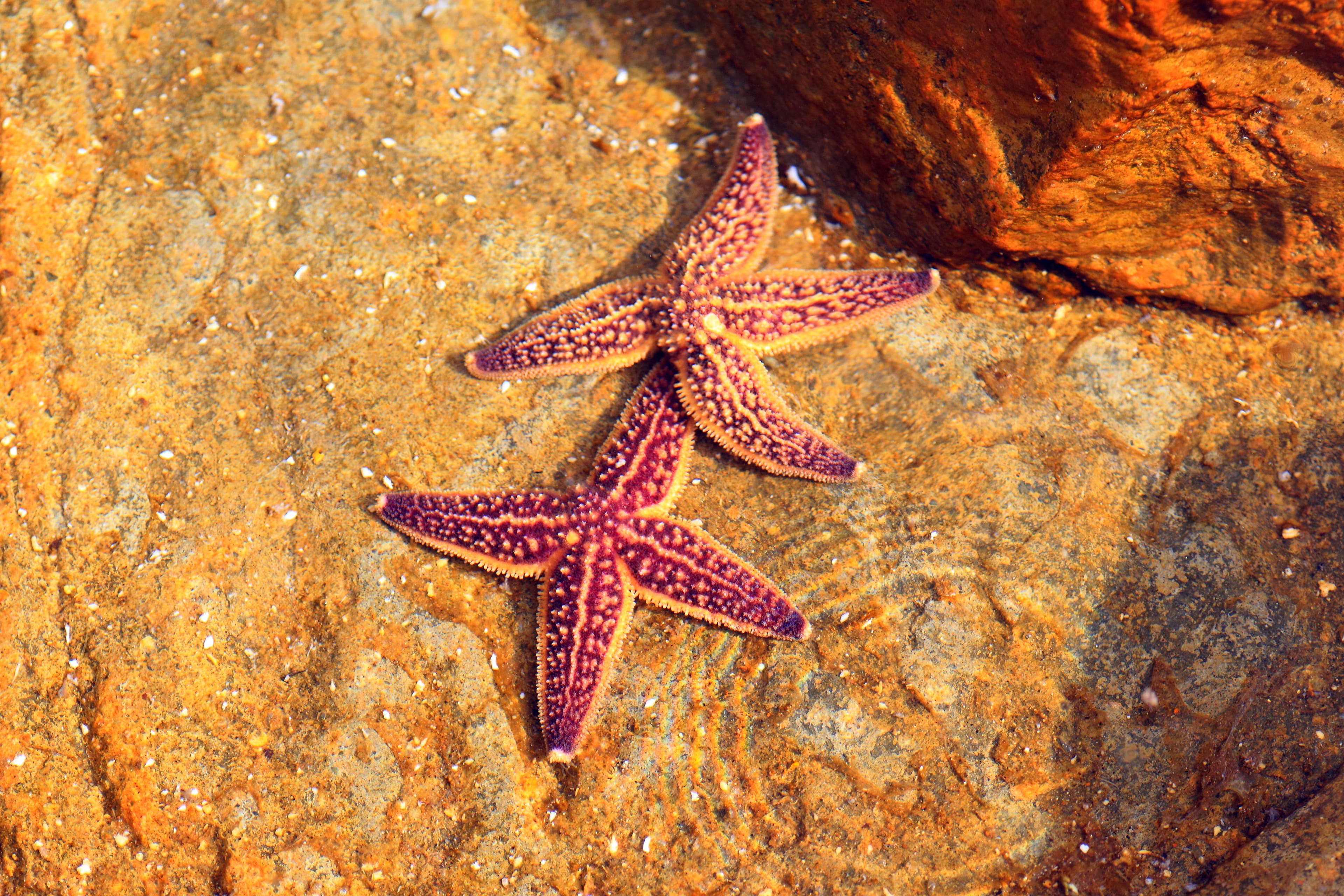 Northern Pacific Seastar (Asterias amurensis) in Japan