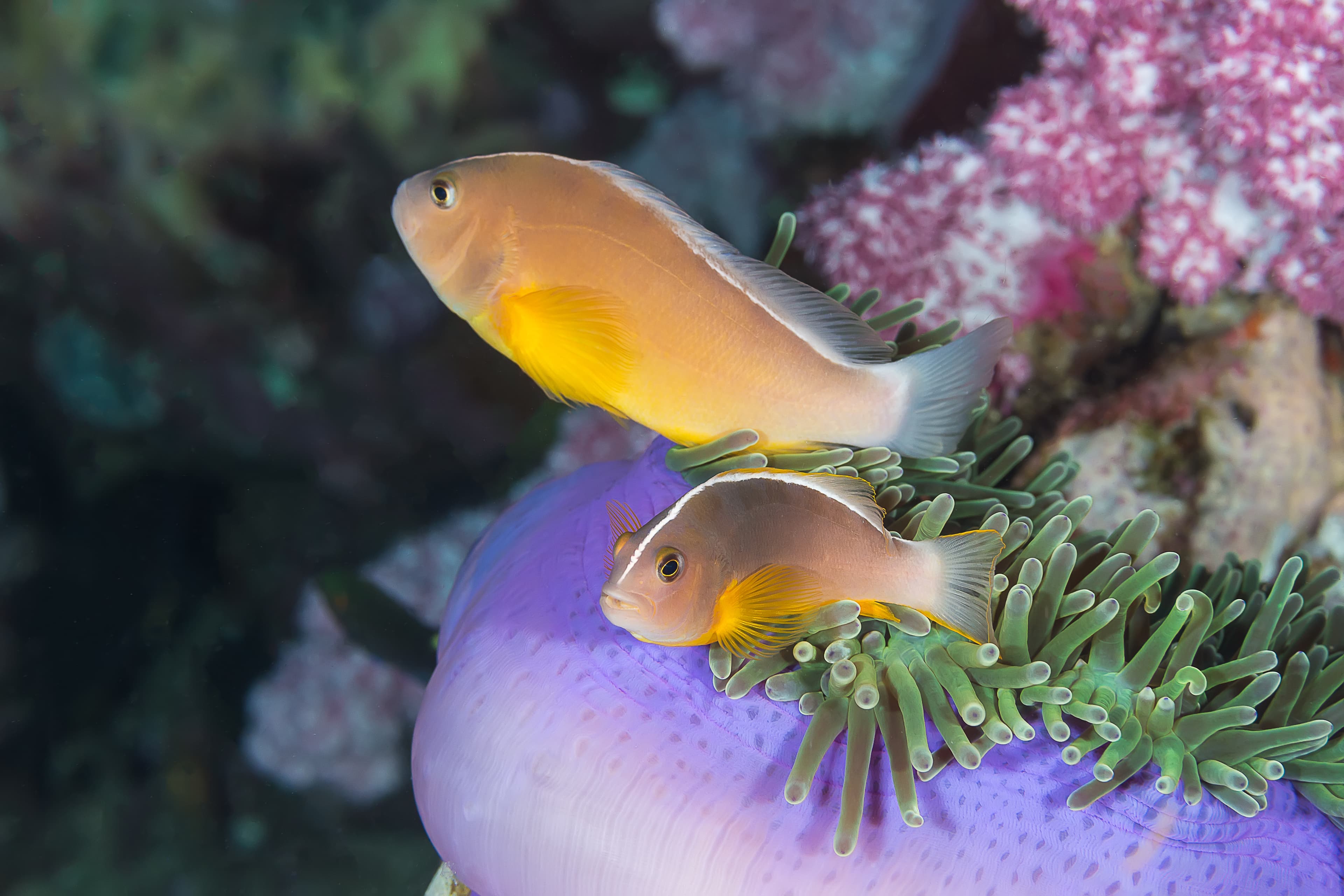 Skunk Anemonefish (Amphiprion akallopisos) in a sea anemone