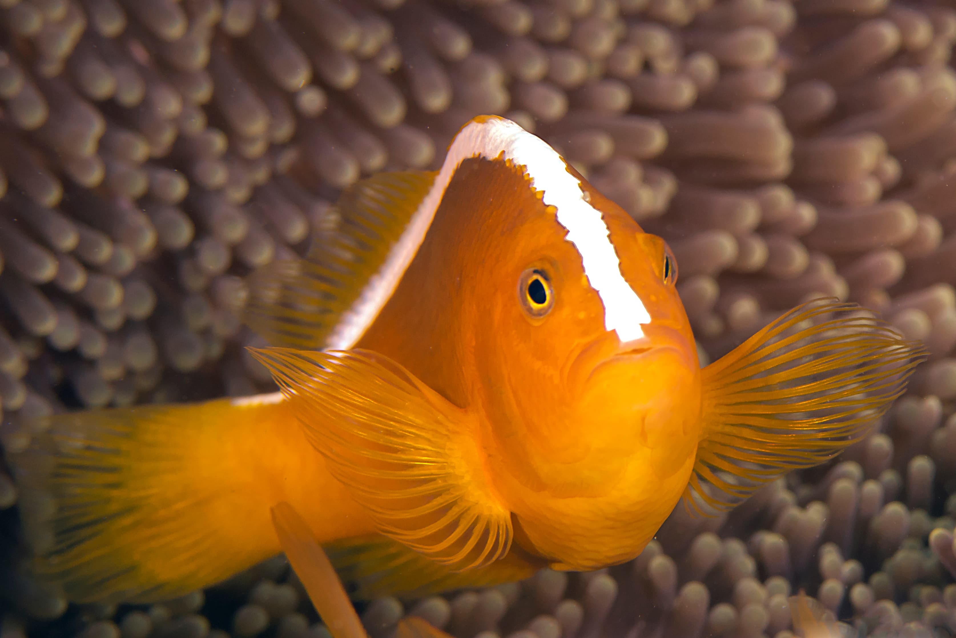 Skunk Clownfish or Nosestripe Anemonefish (Amphiprion akallopisos) 