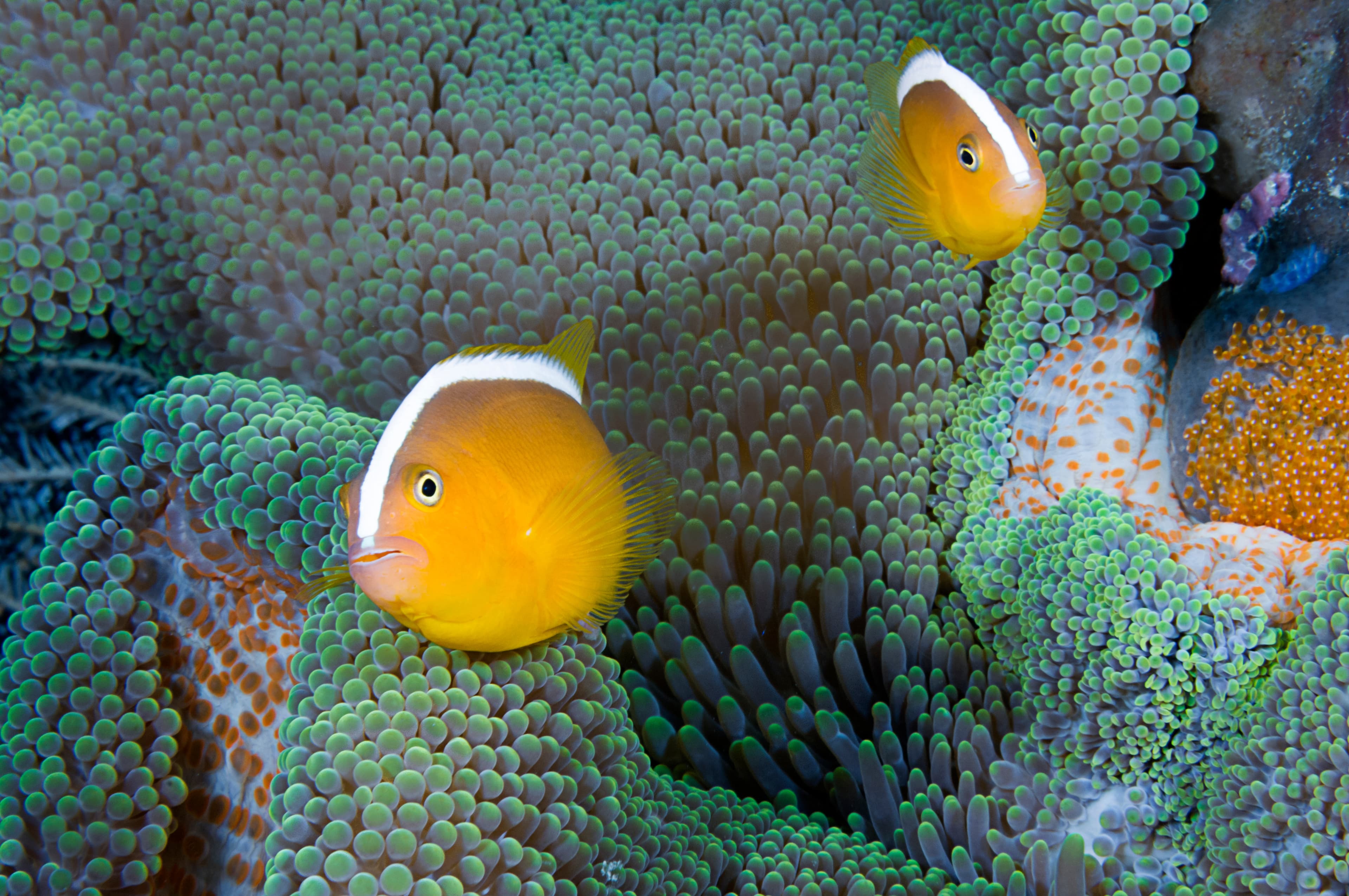 Skunk Clownfish (Amphiprion akallopisos) couple with eggs, Komodo Island, Indonesia, Indo-Pacific