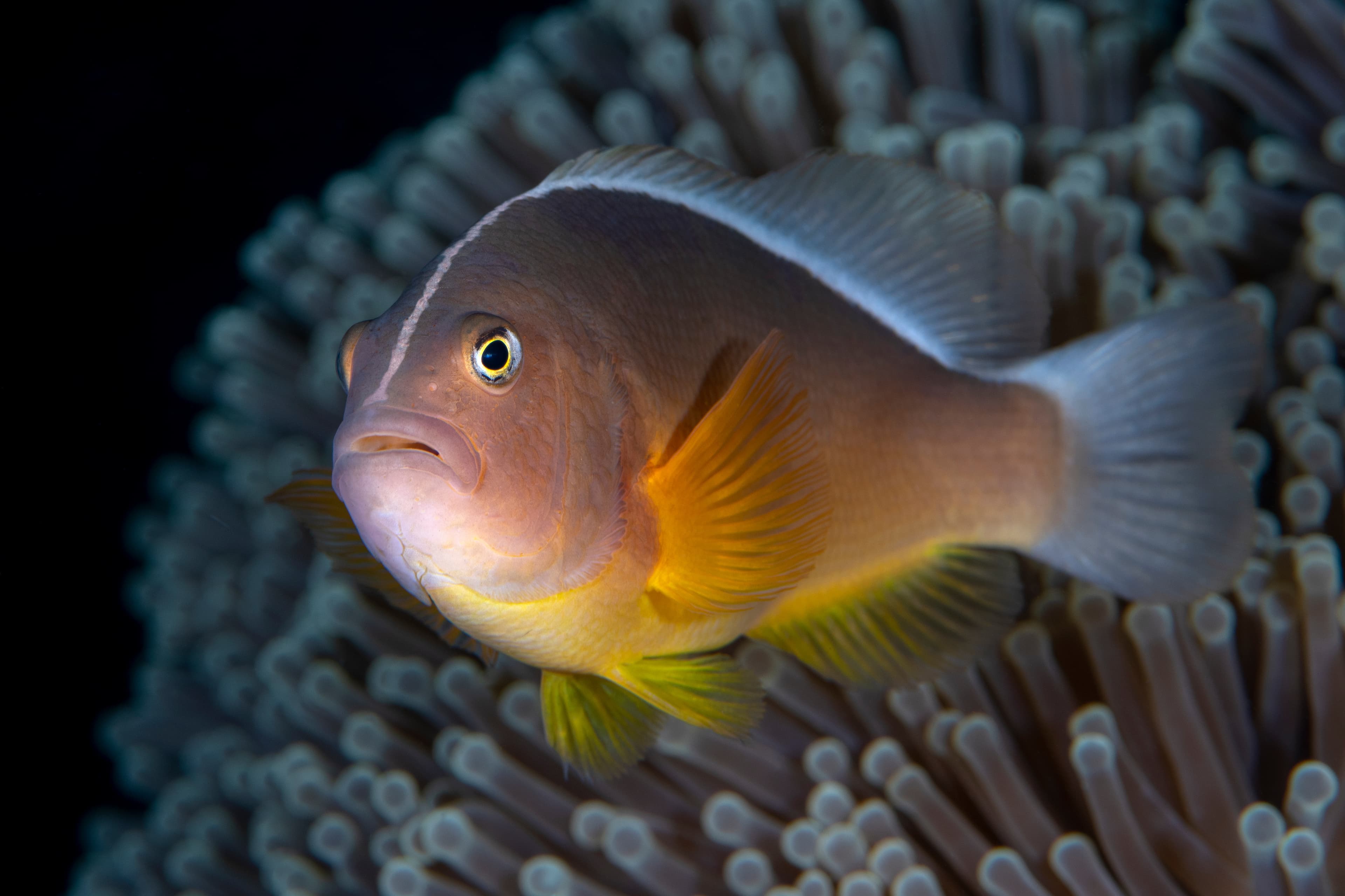 Skunk Clownfish (Amphiprion akallopisos) living in an anemone. Sea life of Tulamben, Bali, Indonesia