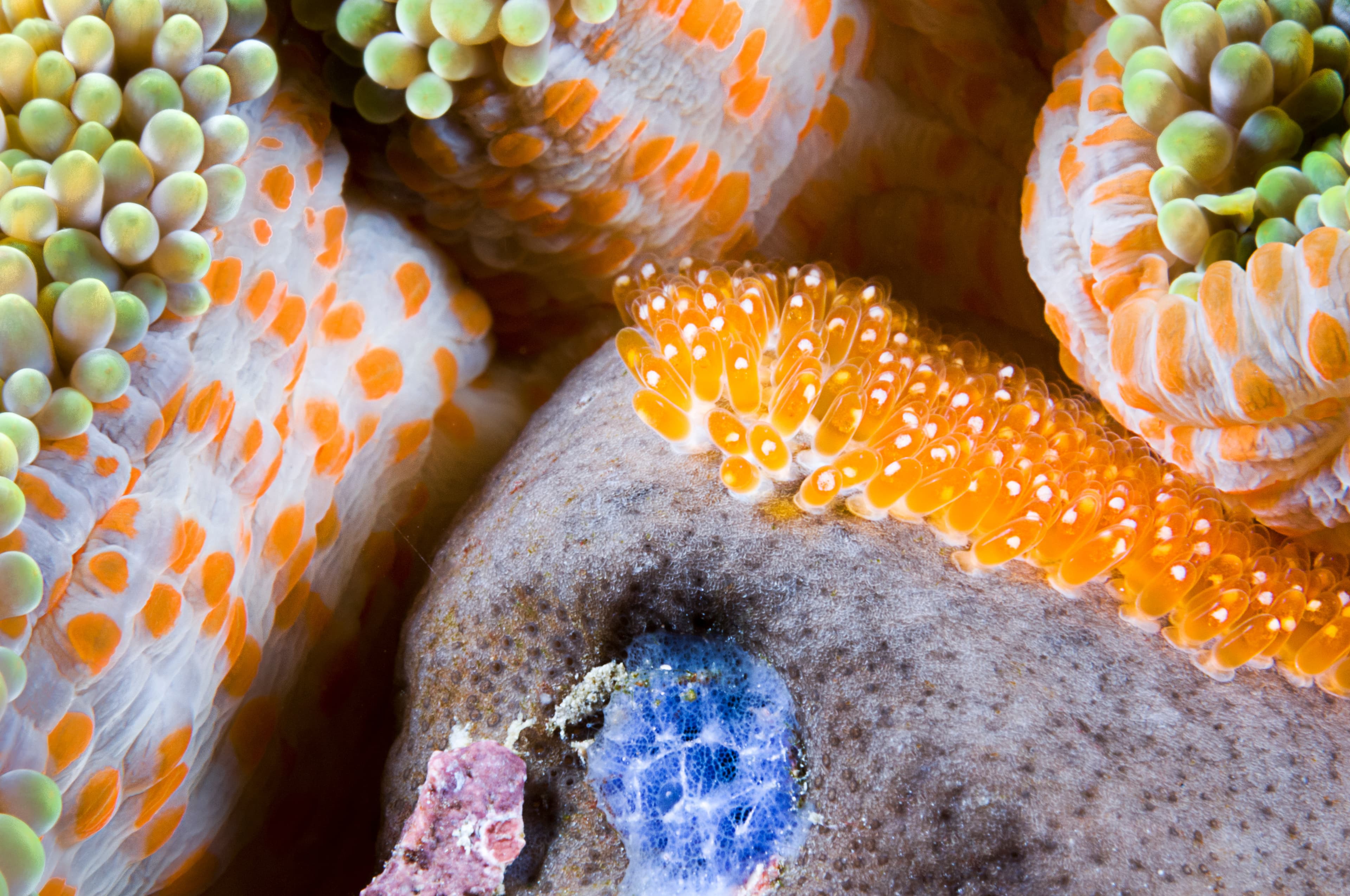 Eggs of Skunk Clownfish (Amphiprion akallopisos), Komodo Island, Indonesia, Indo-Pacific