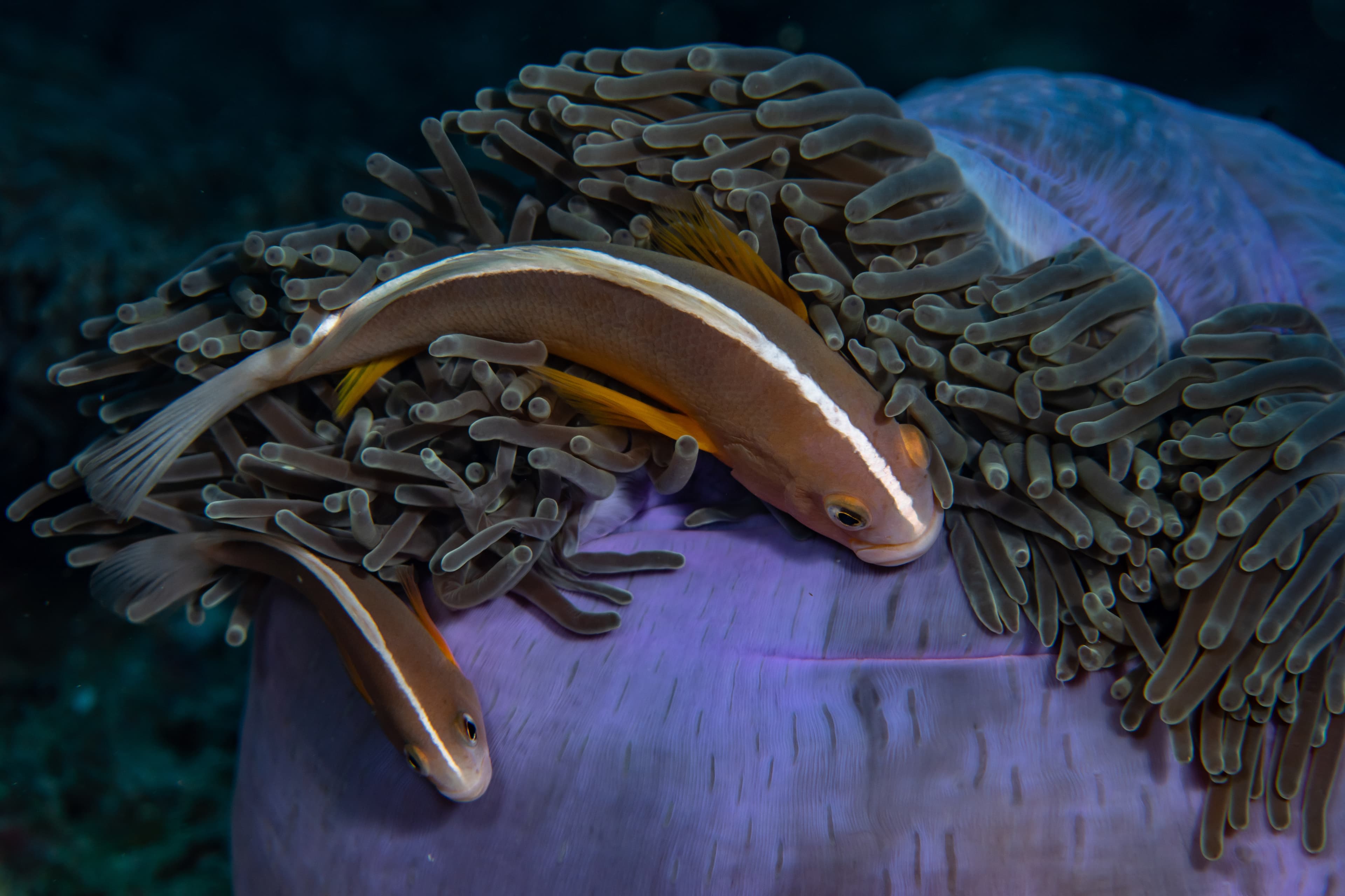 Skunk Clownfish (Amphiprion akallopisos) swimming among the tentacles of its anemone home