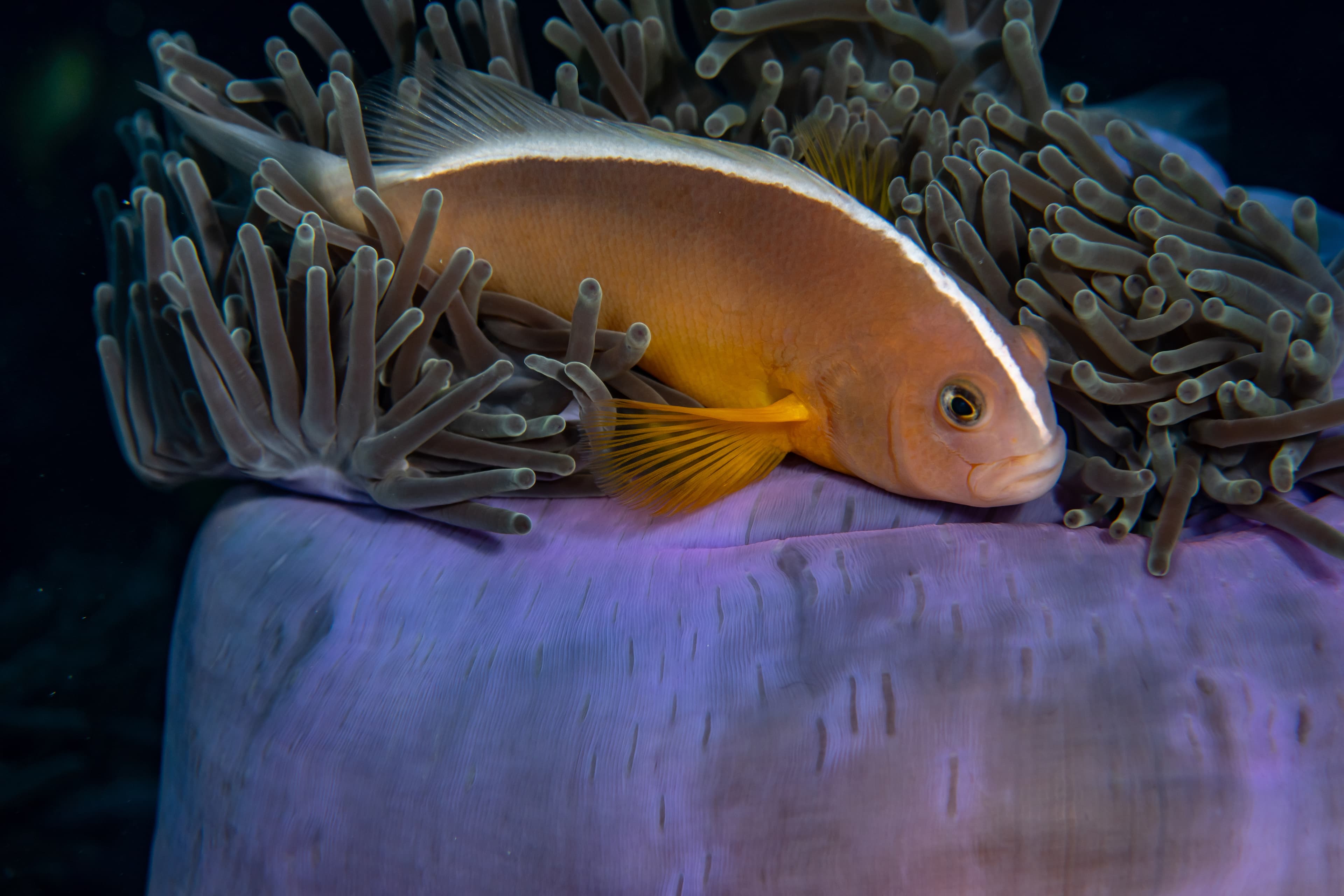 Skunk Clownfish (Amphiprion akallopisos) swimming among the tentacles of its anemone home